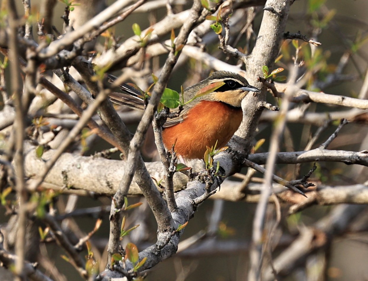 Olive-crowned Crescentchest (Melanopareia maximiliani) Selva Serena Natural Reserve (3).jpg