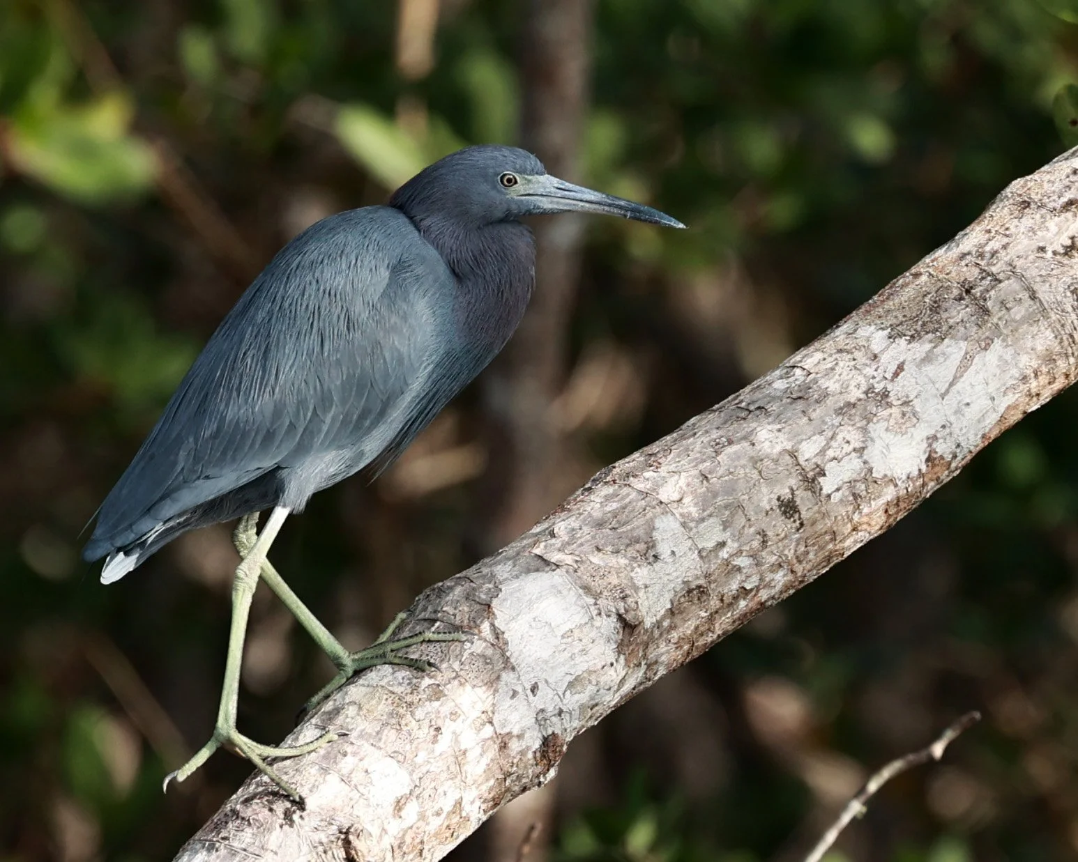 Little Blue Heron (Egretta caerulea) Superagui National Park, Brazil