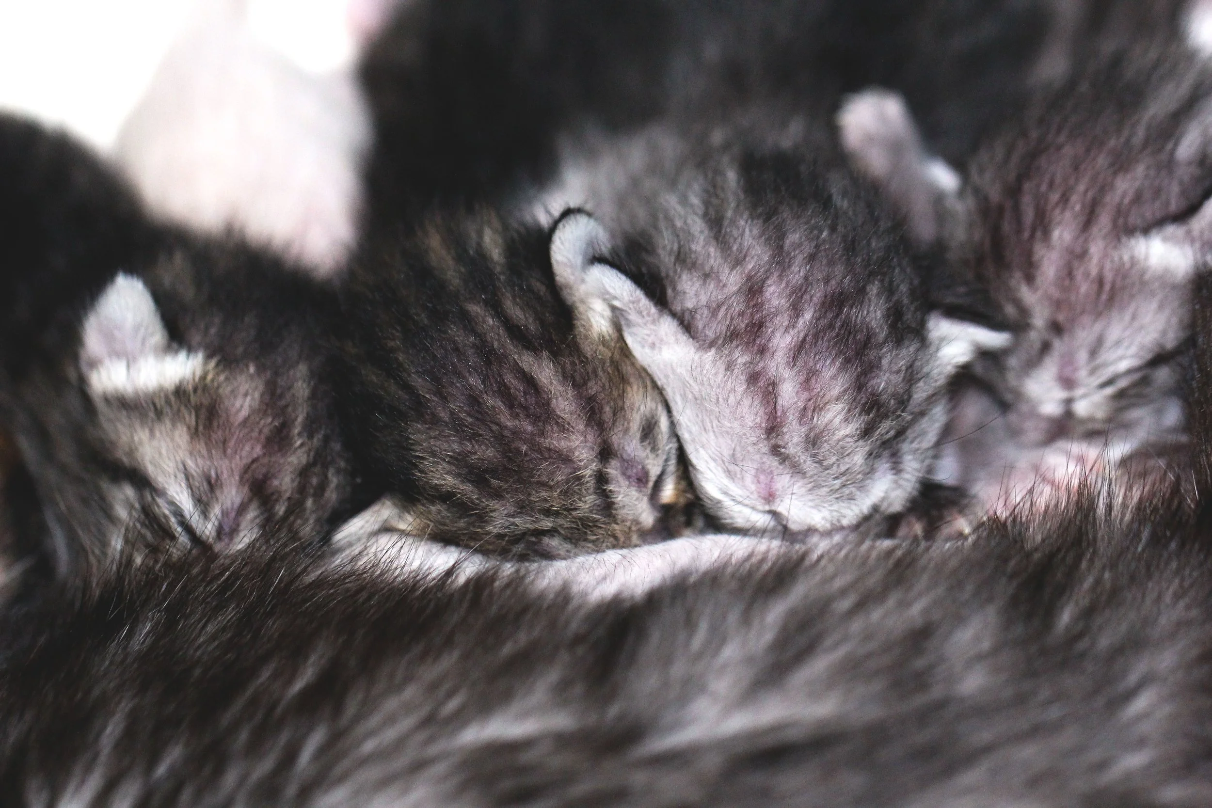 2017 Graffiti Tour in Bangkok (569).JPG