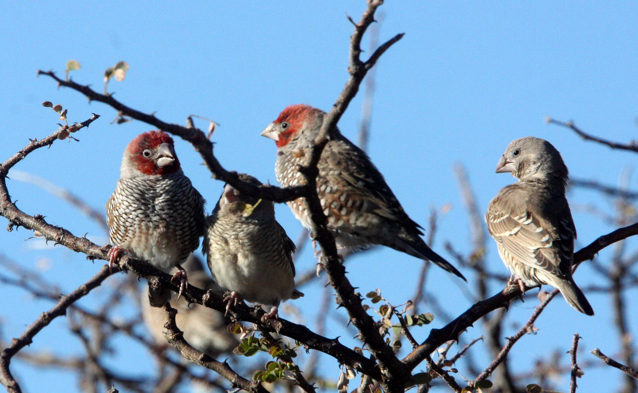 Red-headed Finch (Amadina erythrocephala) Etosha NP, Namibia (10).JPG