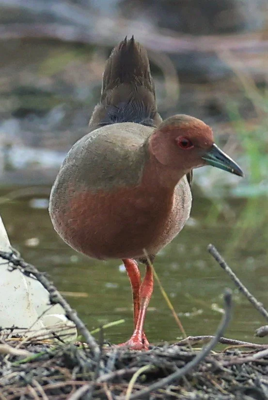 Ruddy-breasted Crake (Porzana fusca) Kaeng Krachan