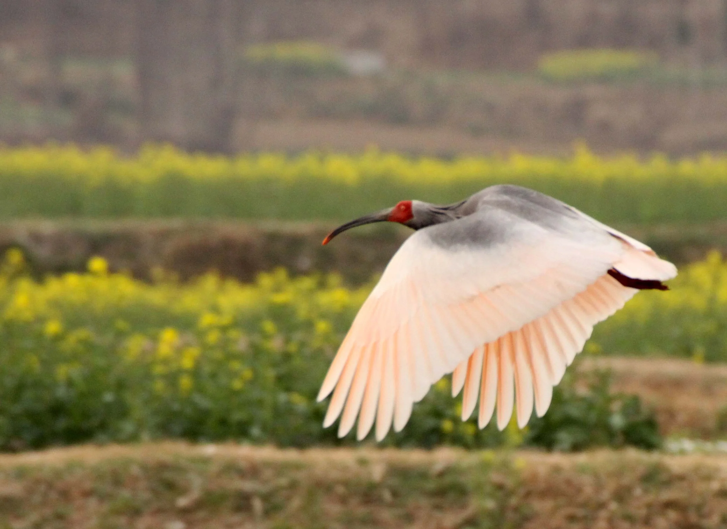 IBIS - CRESTED IBIS - Nipponia nippon - YANG COUNTY SHAANXI PROVINCE CHINA (53).JPG