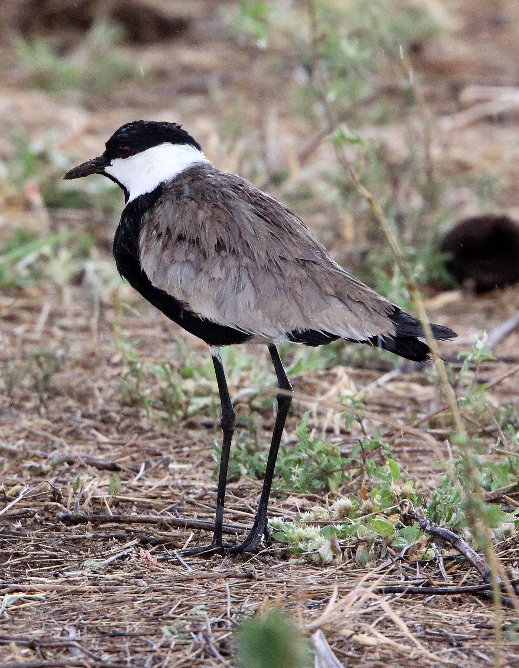 LAPWING - SPUR-WING LAPWING - Vanellus spinosus - SAMBURU NATIONAL PARK KENYA (5).JPG