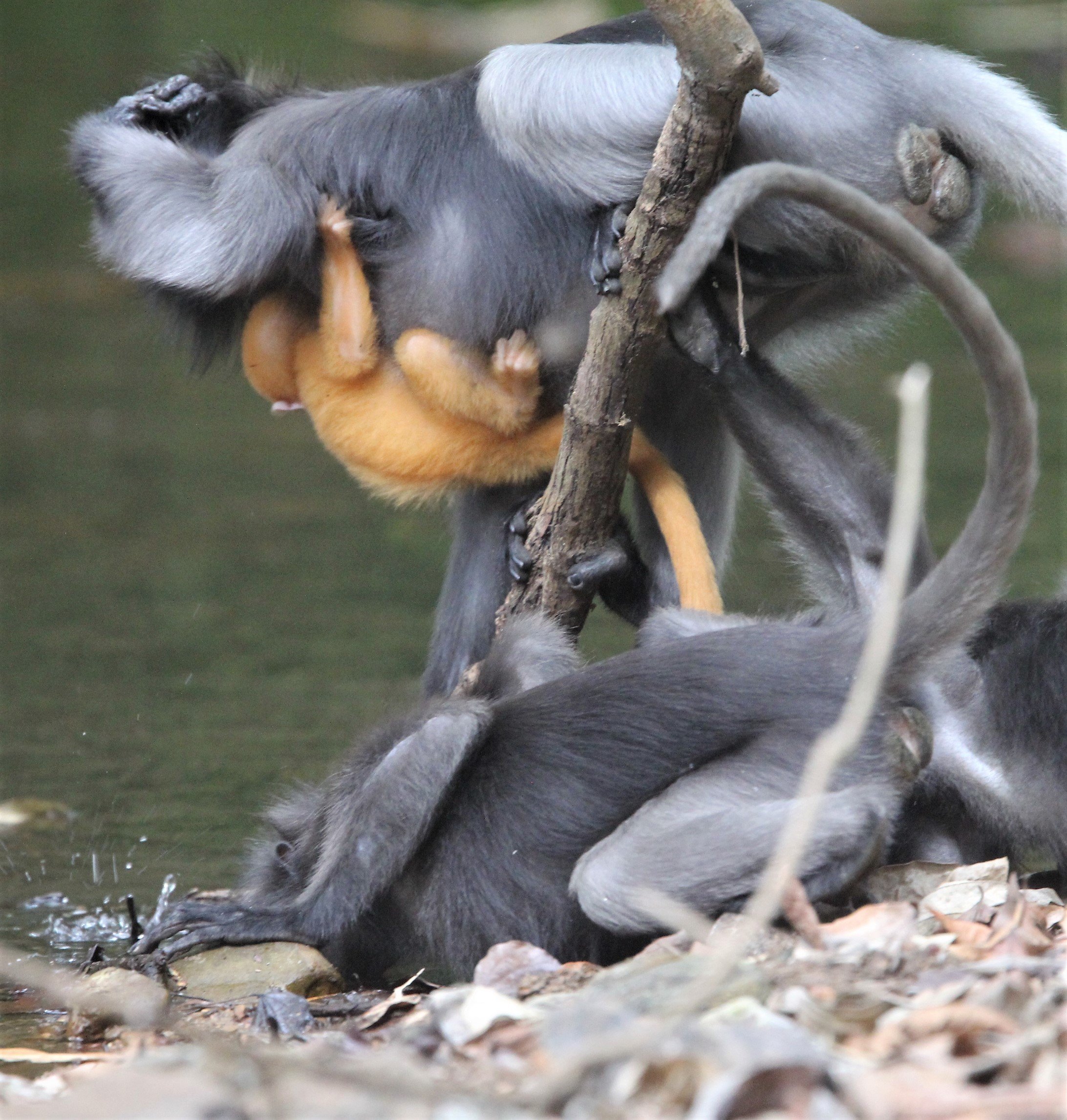 CERCOPITHECIDAE - Trachypithecus obscurus flavicauda - DUSKY LANGUR - KHAO SAM ROI YOD NATIONAL PARK A (116).jpg