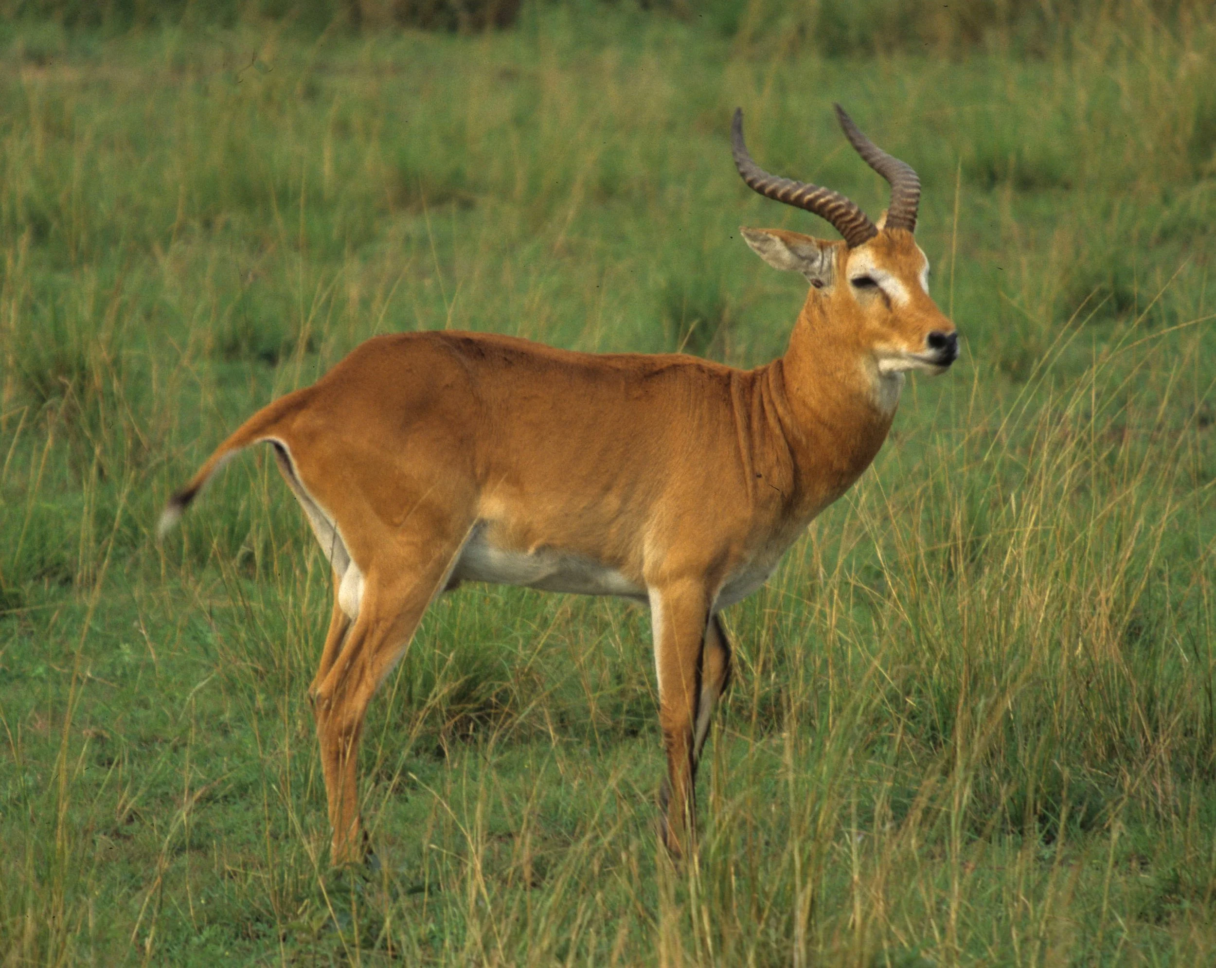 BOVID - UGANDA KOB - QE (8).jpg