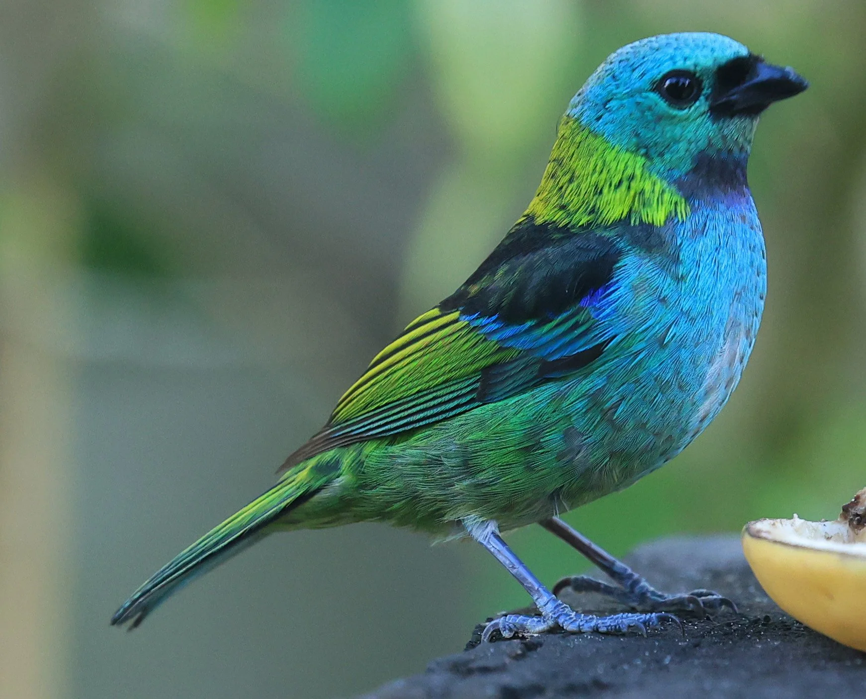 Green-headed Tanager (Tangara seledon)  Superagui National Park, Brazil (231).jpg