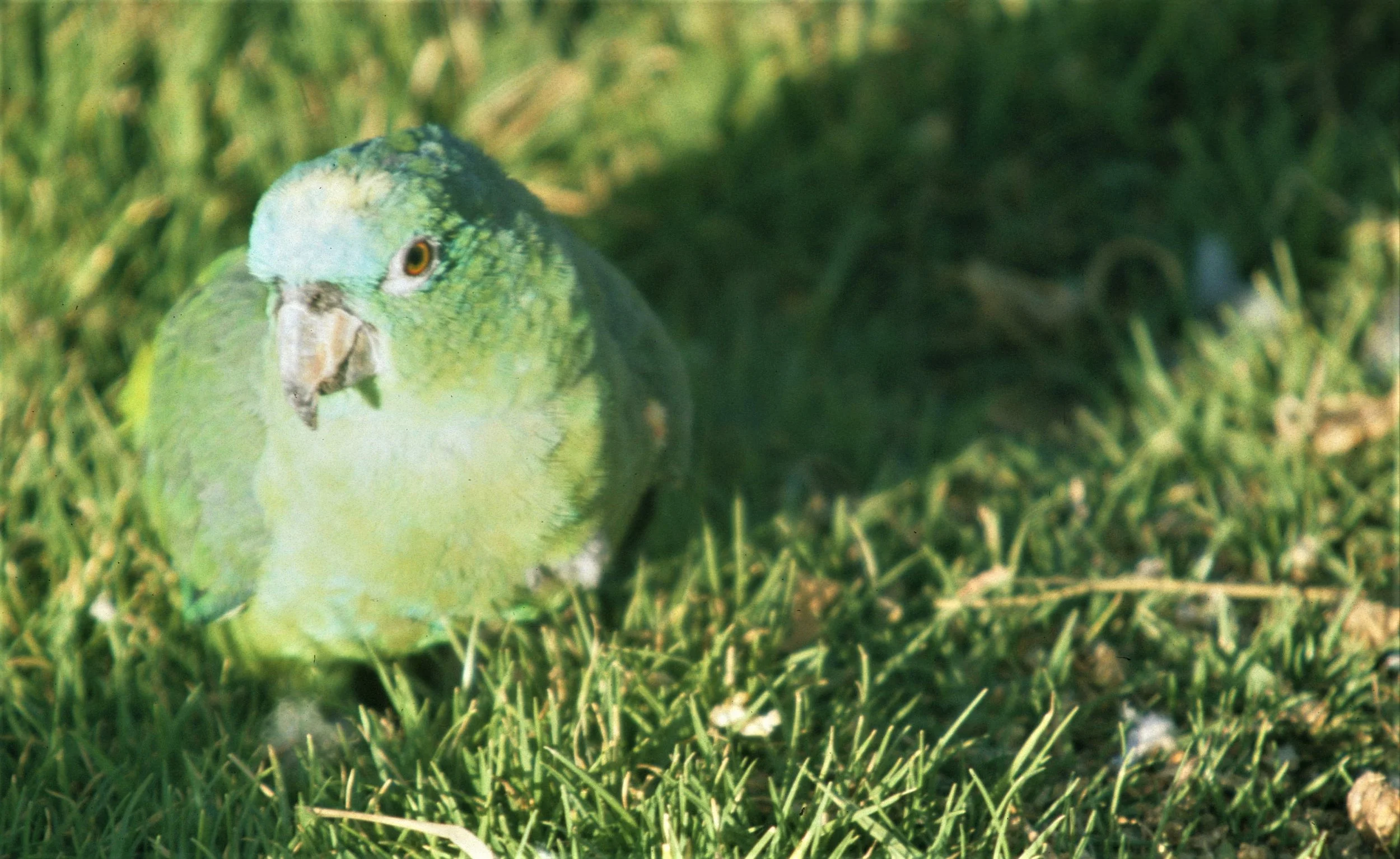 BIRD - PARROT - BLUE-CROWNED - PANTANAL.jpg