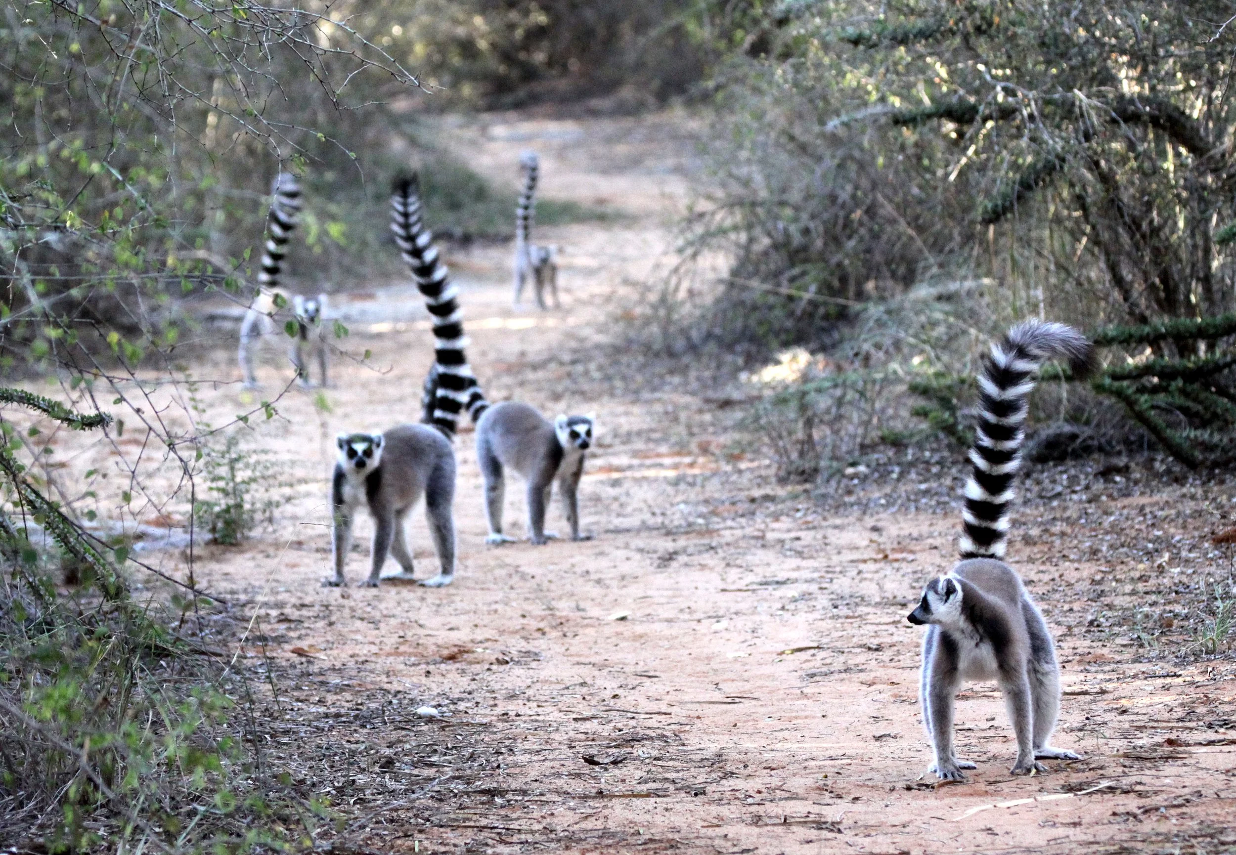 LEMURIDAE - Lemur catta - RING-TAILED LEMUR - BERENTY RESERVE MADAGASCAR (117).JPG