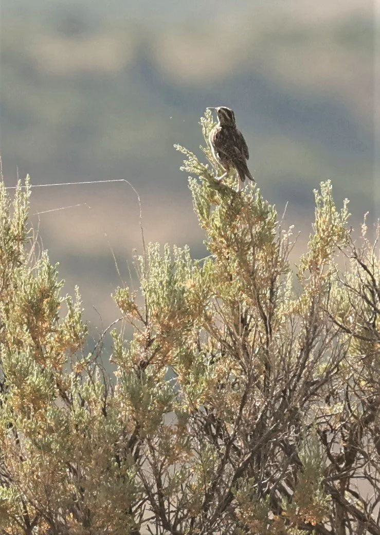 Western Meadowlark (Sturnella neglecta) Fossil Buttes National Monument Wyoming (3).jpg