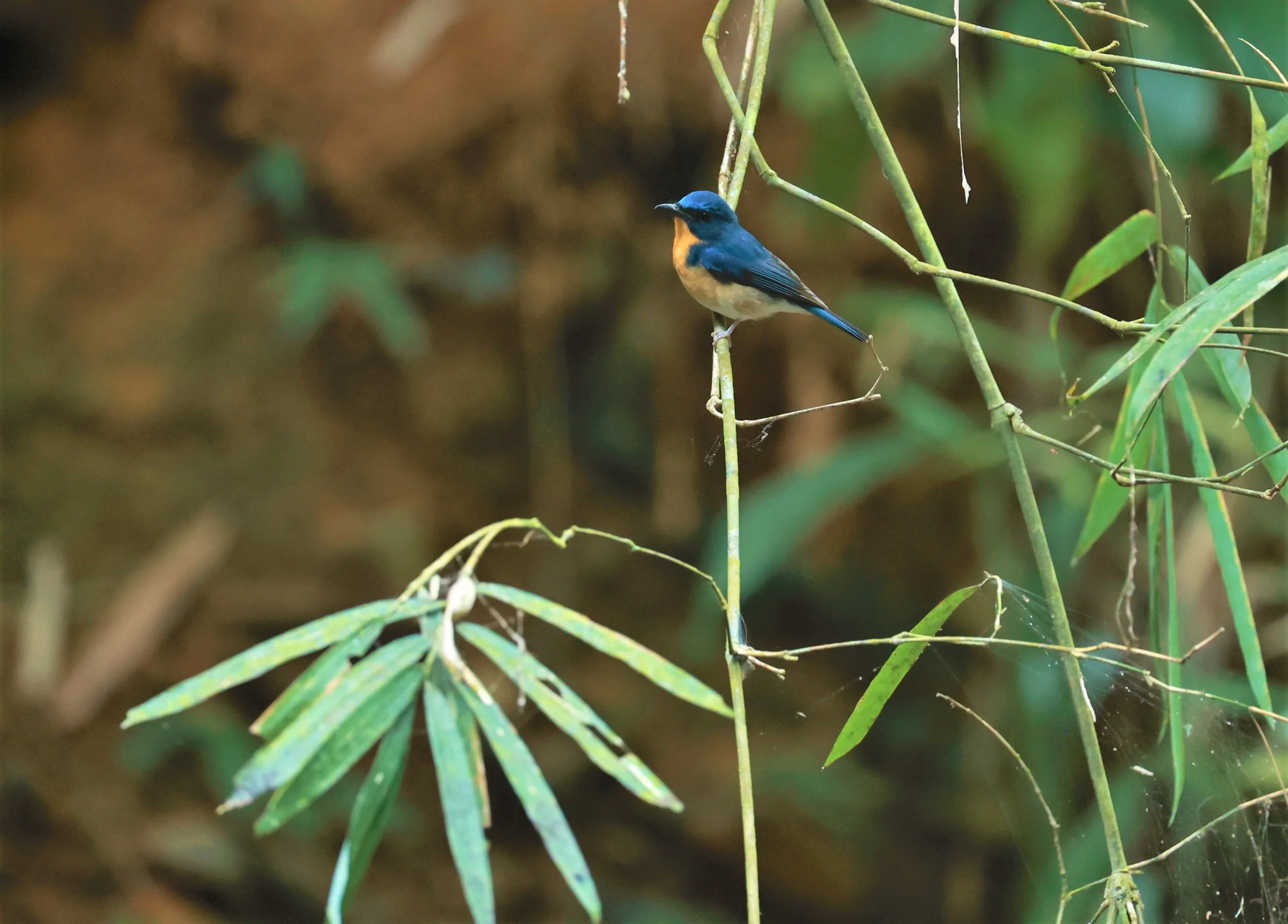 FLYCATCHER - LARGE BLUE FLYCATCHER - Cyornis magnirostris - Si Phang Nga National Park, Thailand Feb 18-19, 2023 (69).jpg