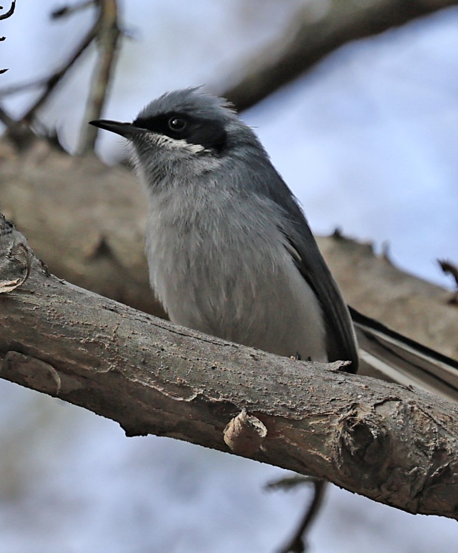 Masked Gnatcatcher (Polioptila dumicola) Aurora Chaquena Reserve, Neuland Mennonite Colony Paraguay (3).jpg
