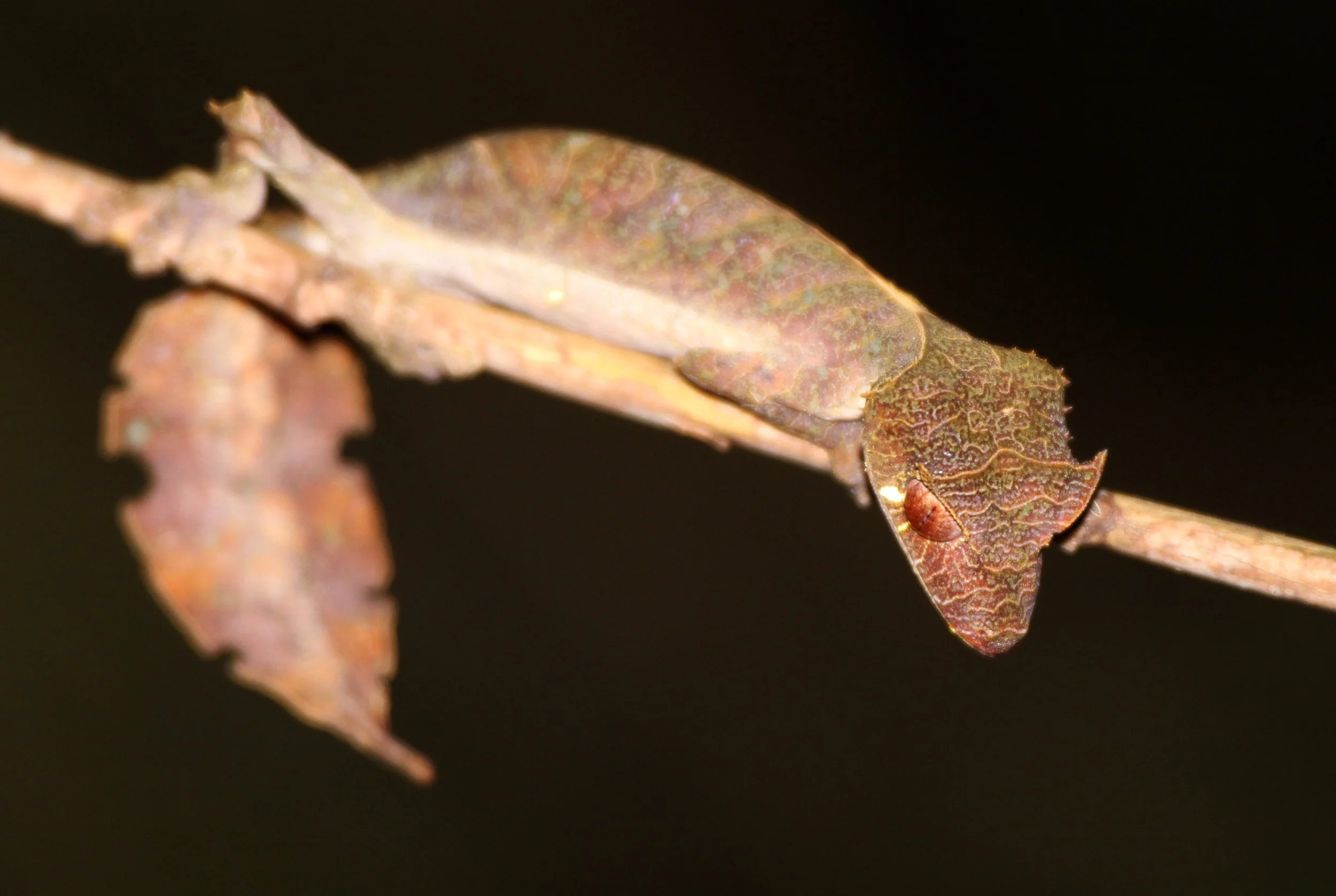 Uroplatys phantasticus - SATANIC LEAF-TAILED GECKO - RANOMAFANA NATIONAL PARK MADGASCAR (8).JPG