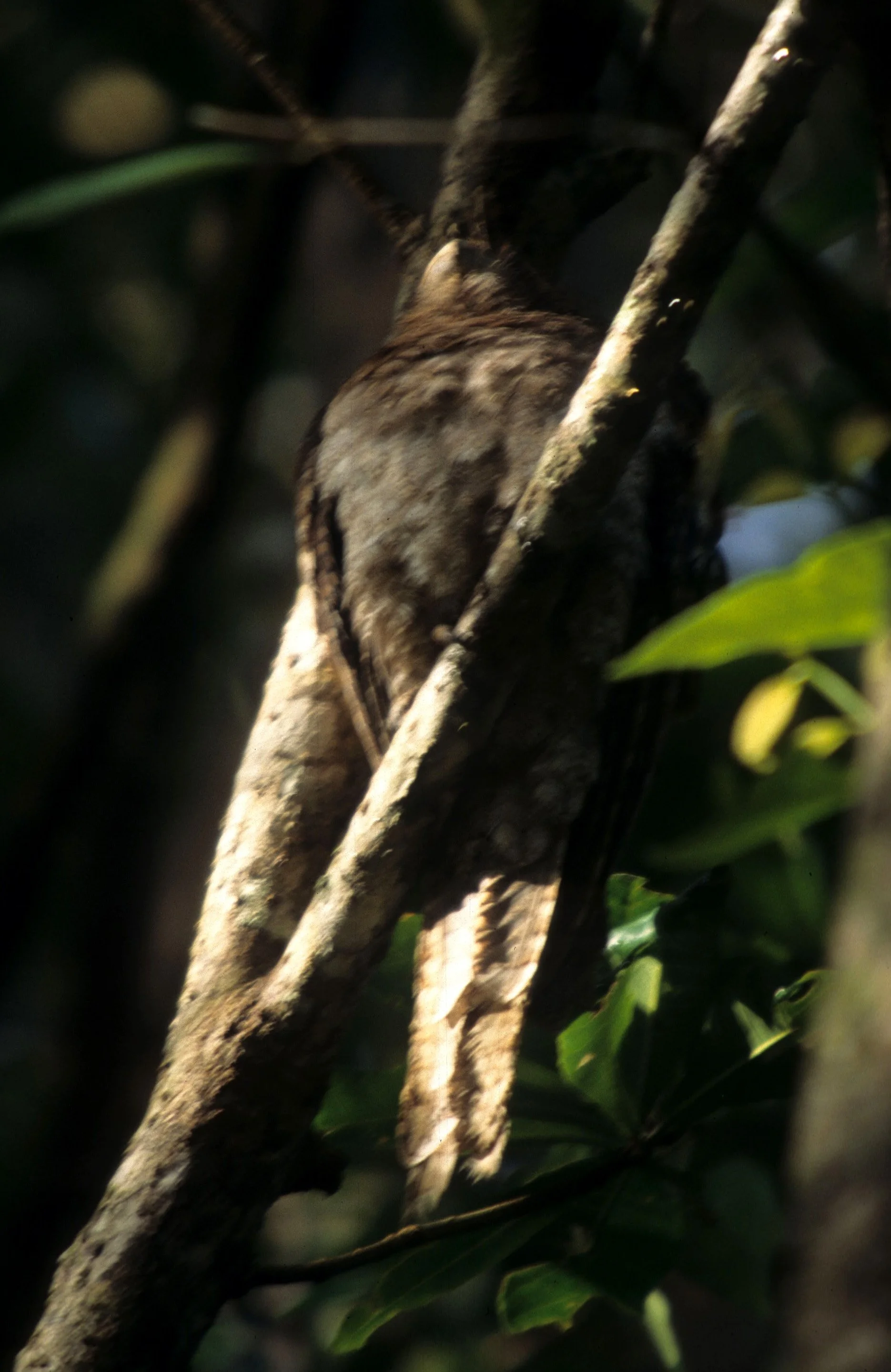 BIRD - TAWNY FROGMOUTH - DAINTREE RAINFOREST AND RIVER.jpg