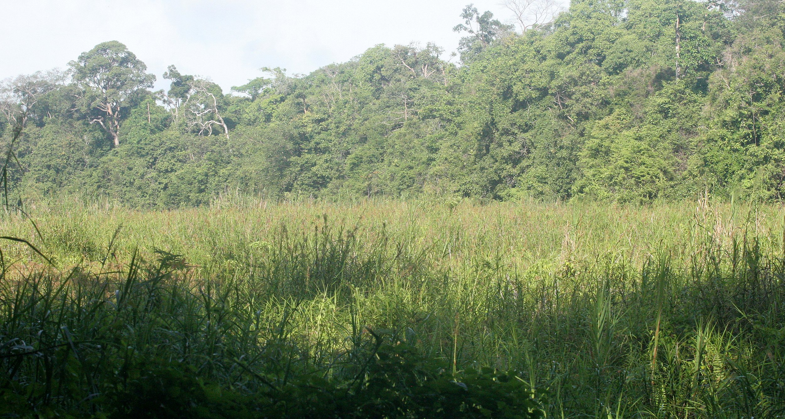 KINABATANGAN RIVER BORNEO - DRIED OXBOW.JPG