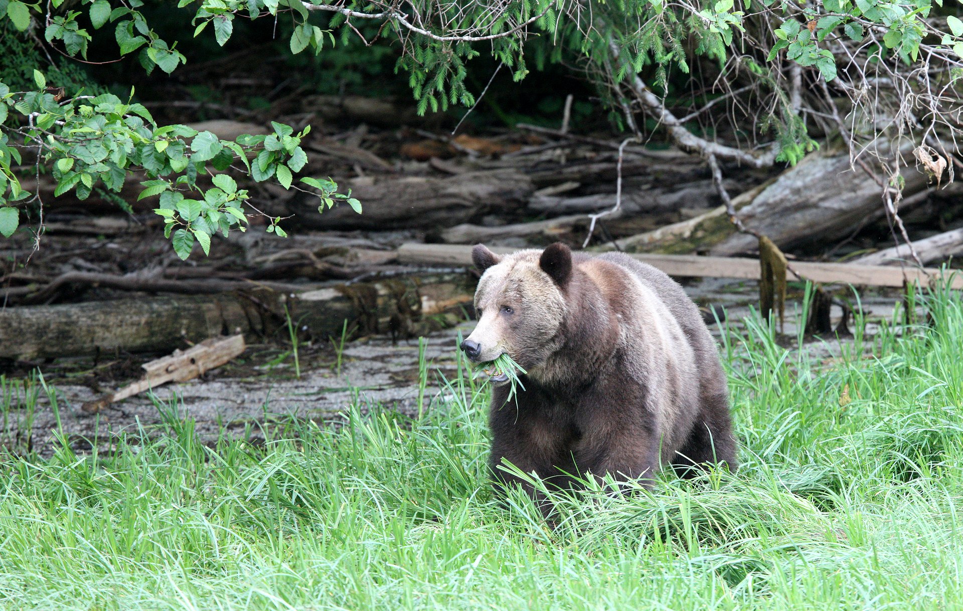 Ursus arctos stikeenensis - STICKEEN'S GRIZZLY BEAR - BELLA AND HER CUBS AND BLONDIE - KNIGHT'S INLET BRITISH COLUMBIA (16).JPG