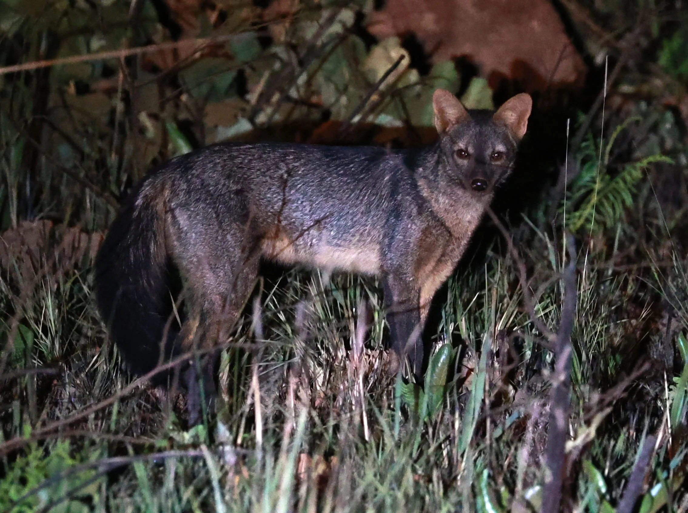 Cerdocyon thous - Crab-eating Fox - Emas National Park, Goias State, Brazil (66).jpg
