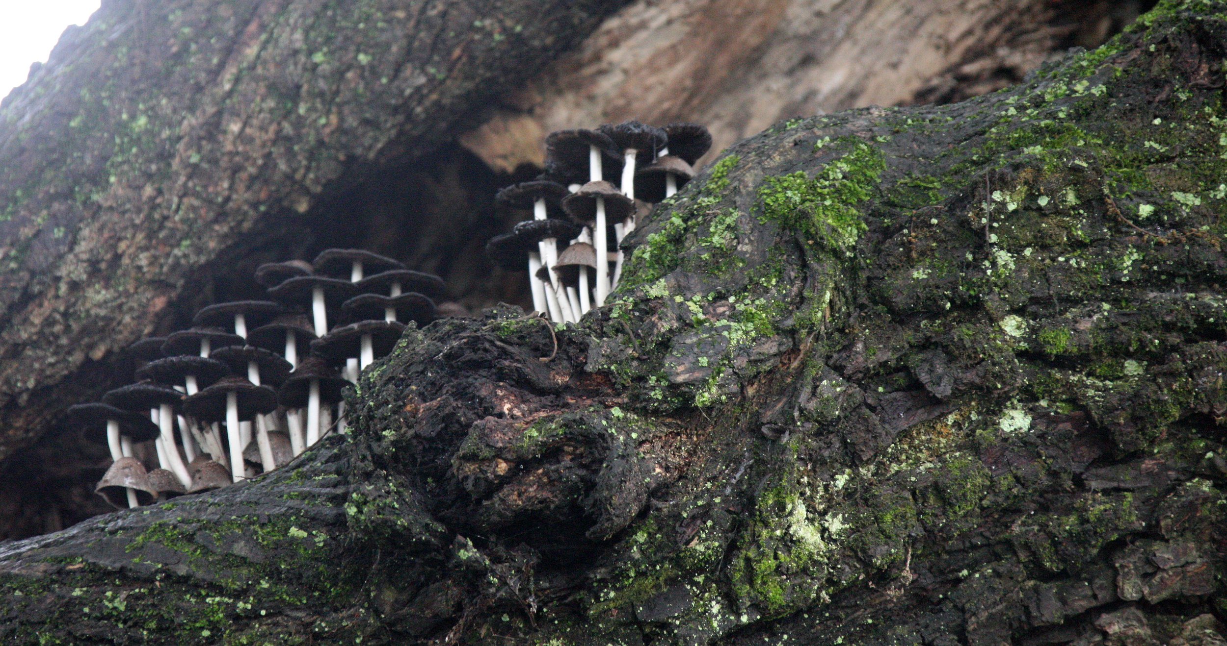 HONGCUN VILLAGE ANHUI CHINA (1).JPG
