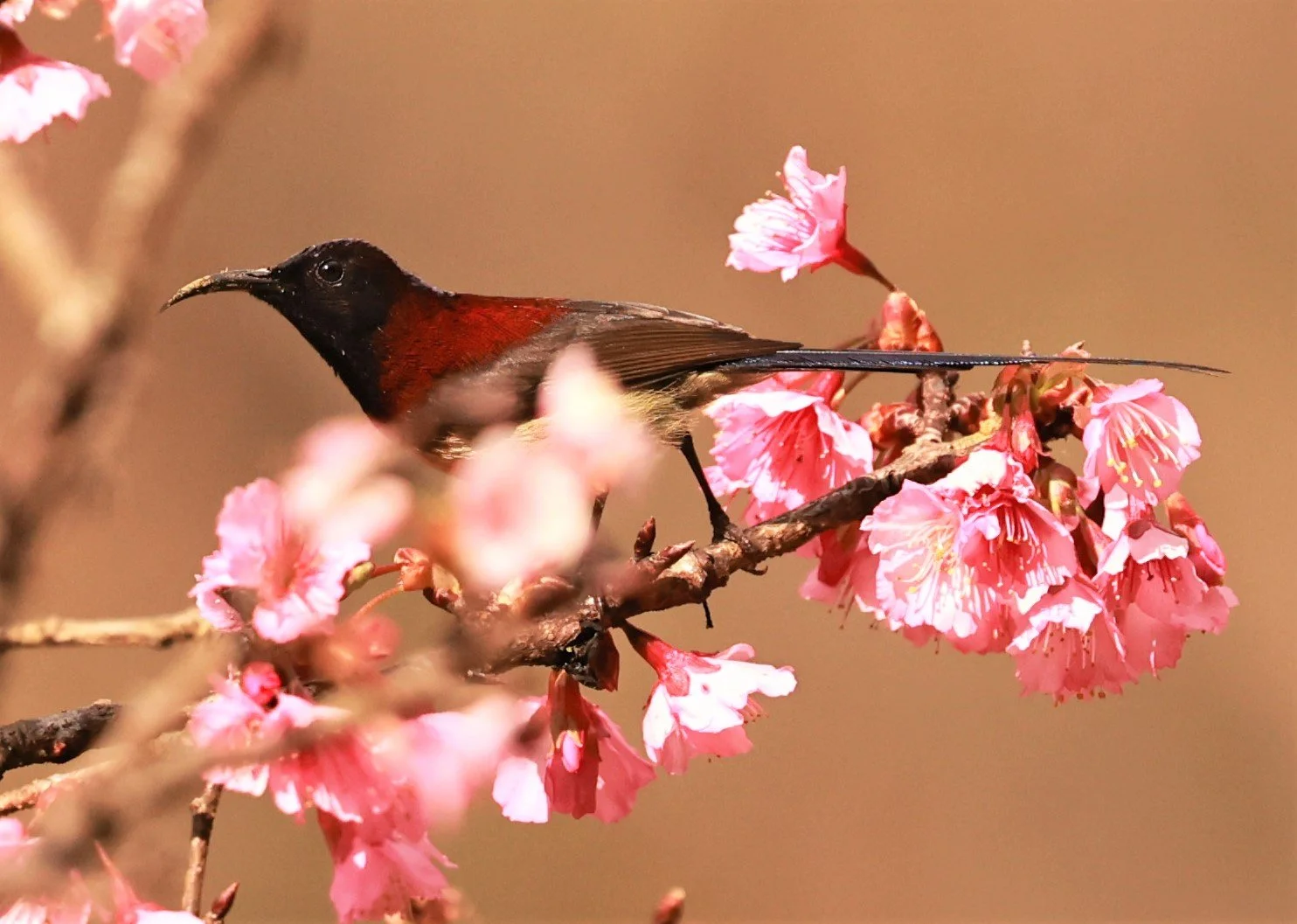 SUNBIRD - BLACK-THROATED SUNBIRD - Aethopyga saturata - DOI ANG KHANG CHIANG MAI DEC 2022 (1).jpg