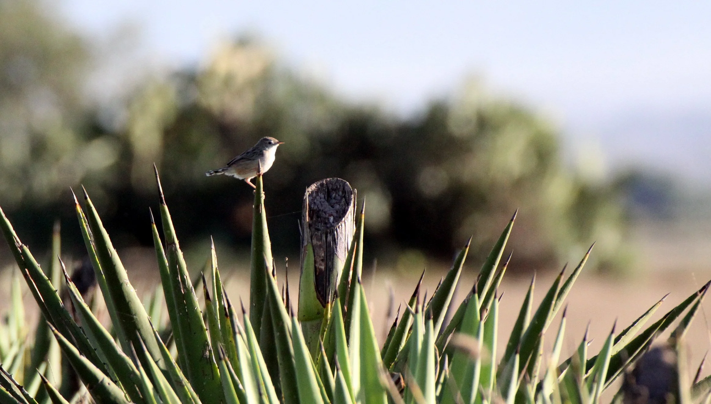 BIRD - CISTICOLA - MADAGASCAR CISTICOLA - CISTICOLA CHERINA - BERENTY RESERVE MADAGASCAR.JPG