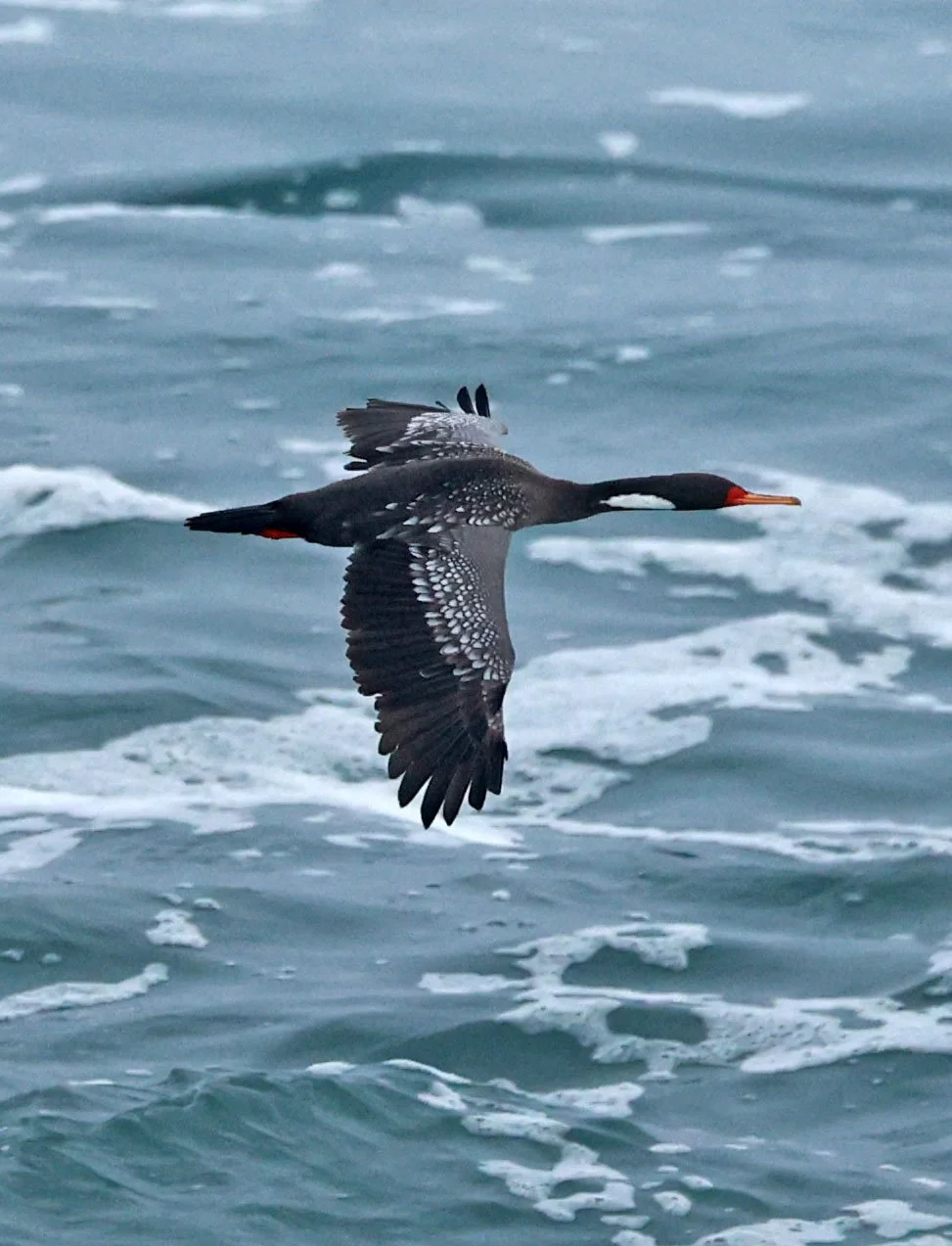 Poikilocarbo gaimardi - Cormorant - Red-legged Cormorant - Arica Chile Coastline (15).jpg