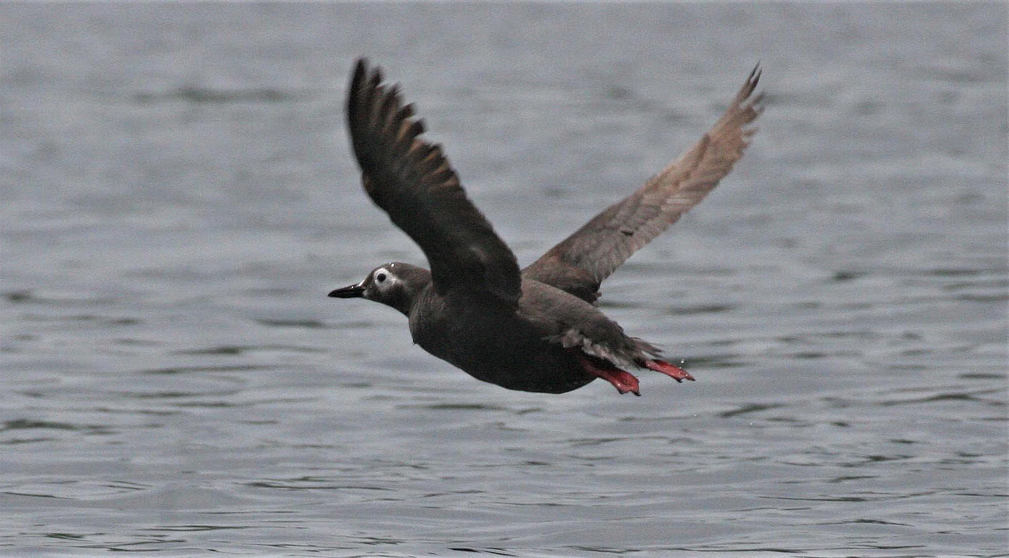 Cepphus carbo - SPECTACLED GUILLEMOT - MONERON ISLAND RUSSIA aa1.jpg