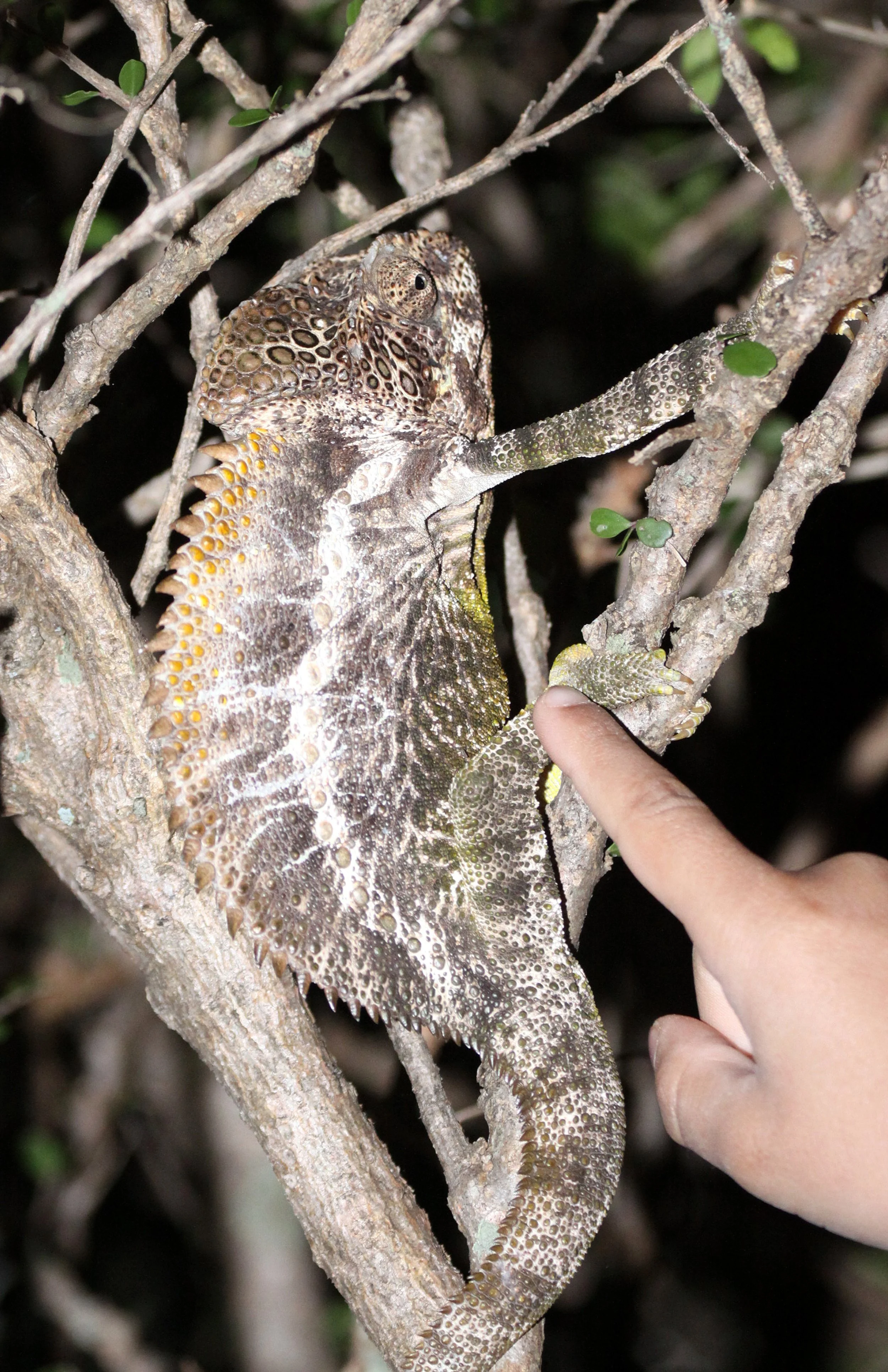 Furcifer verrucosus - MADAGASCAR WARTY CHAMELEON - BERENTY RESERVE MADAGASCAR (6).JPG