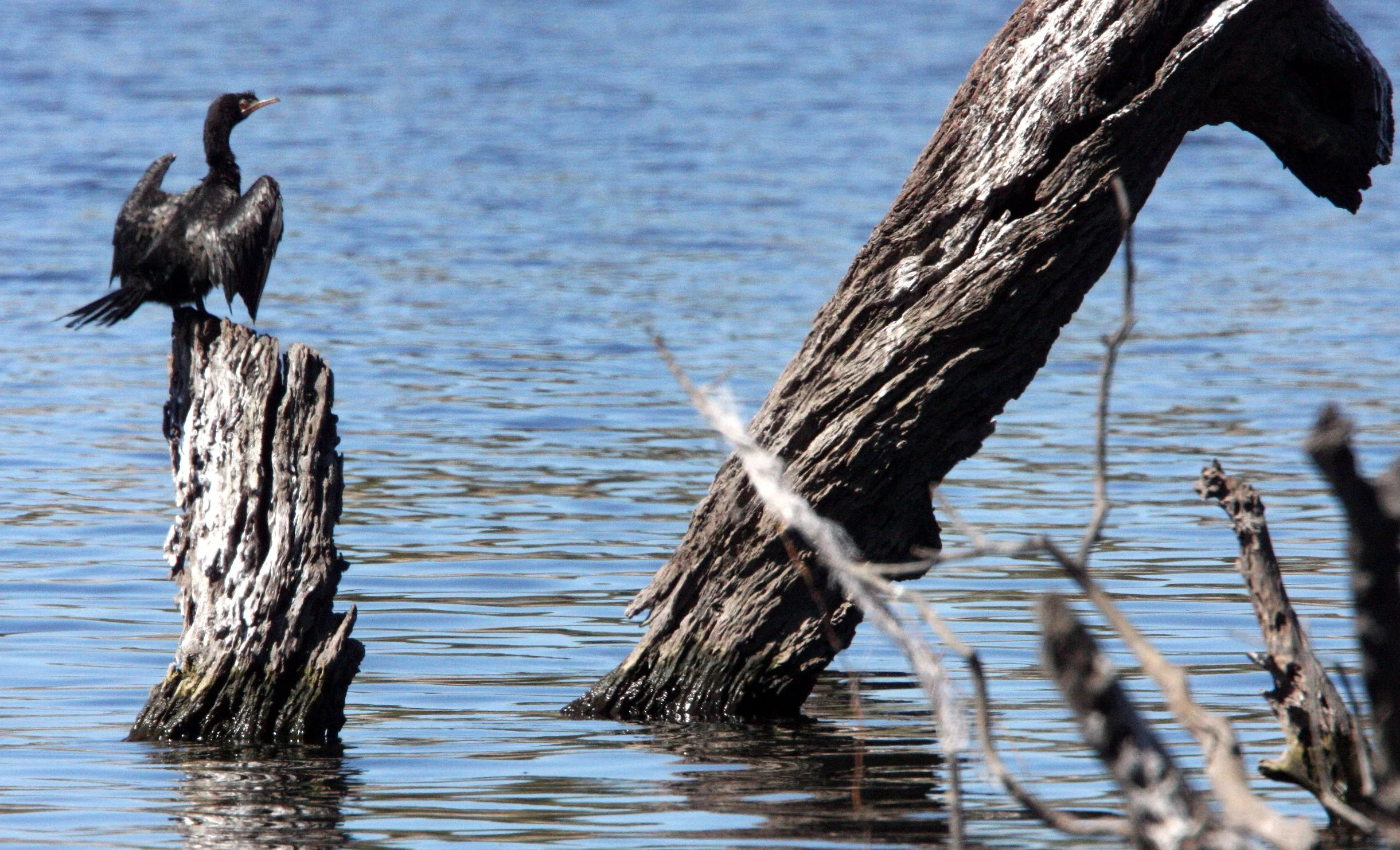  Microcarbo africanus - Reed Cormorant - Chobe National Park, Botswana (8).JPG
