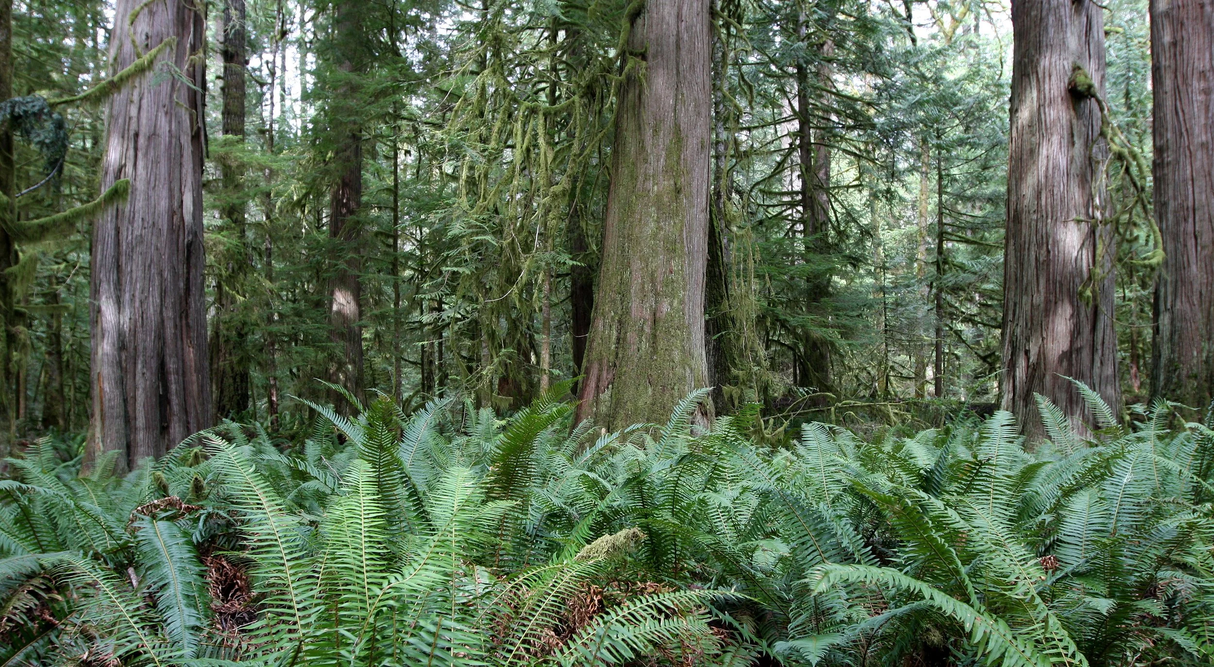 BARNES POINT FOREST - FOREST VIEWS - OLYMPIC NATIONAL PARK (7).JPG