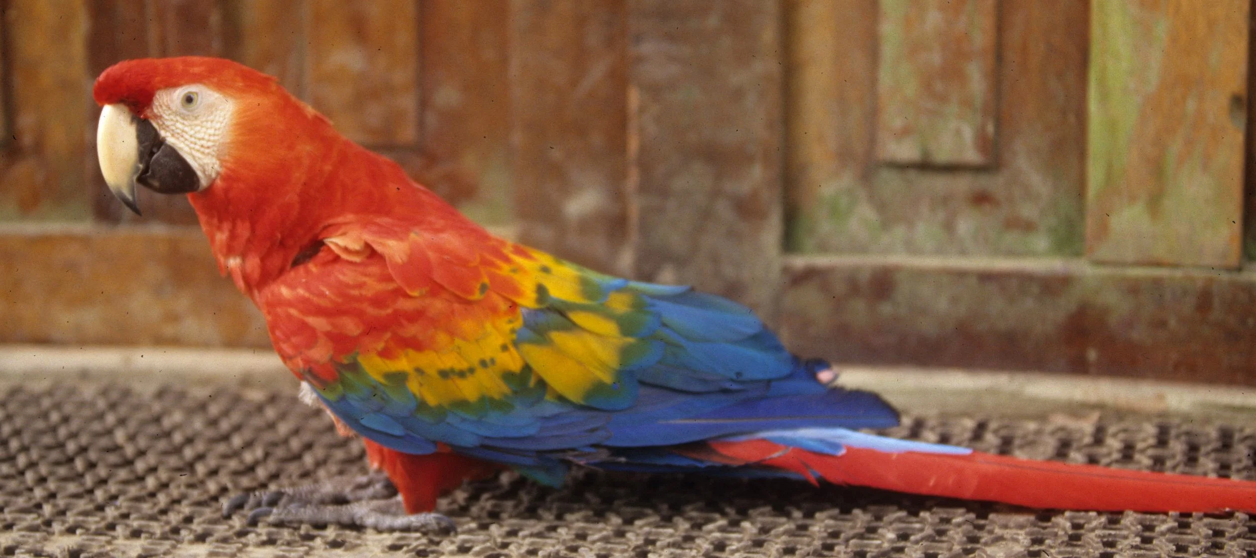 BIRD - MACAW - SCARLET - MANU LODGE PET A.jpg