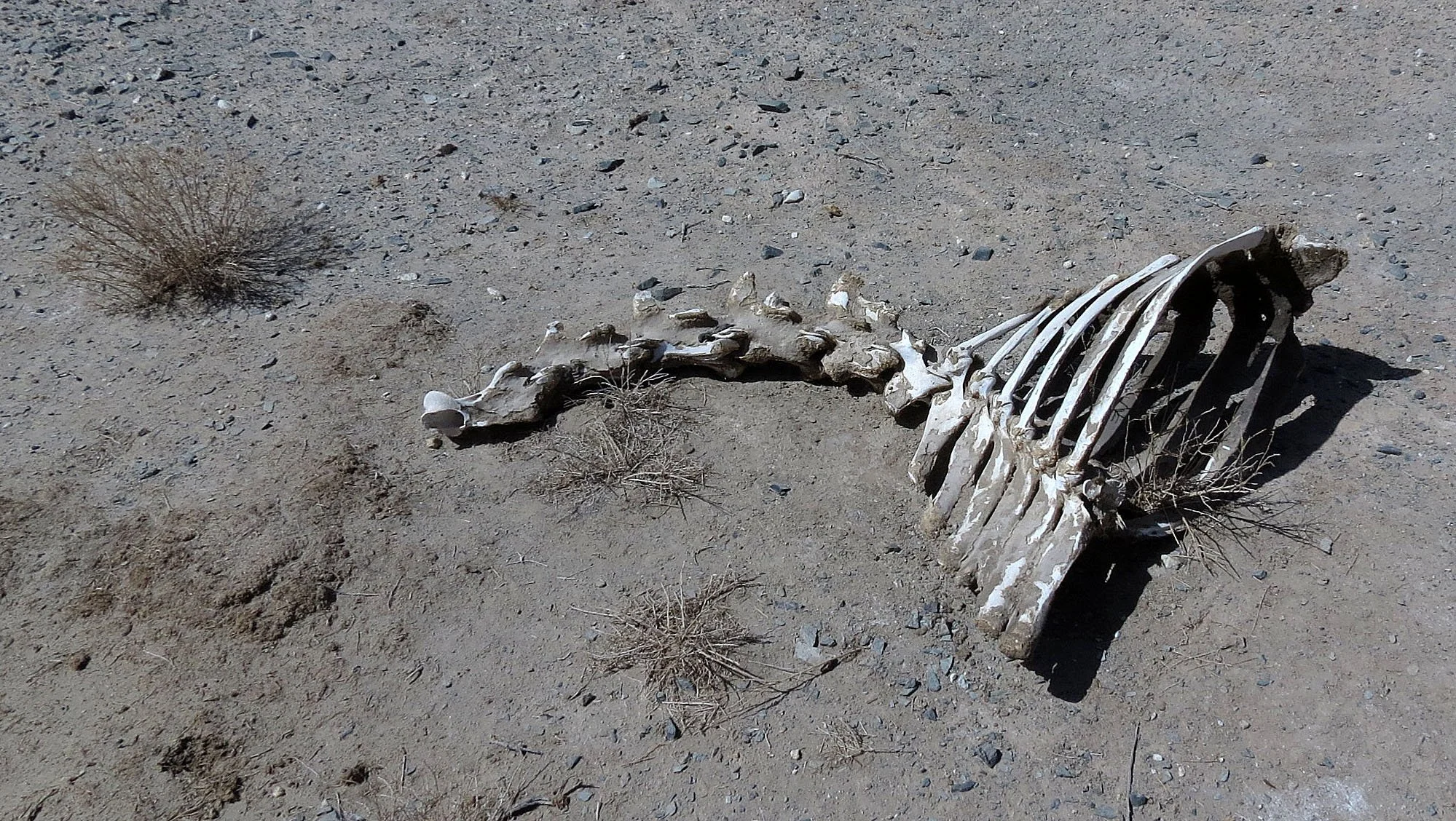 LOP NUR WILD BACTRIAN CAMEL RESERVE - XINJIANG CHINA (62).JPG