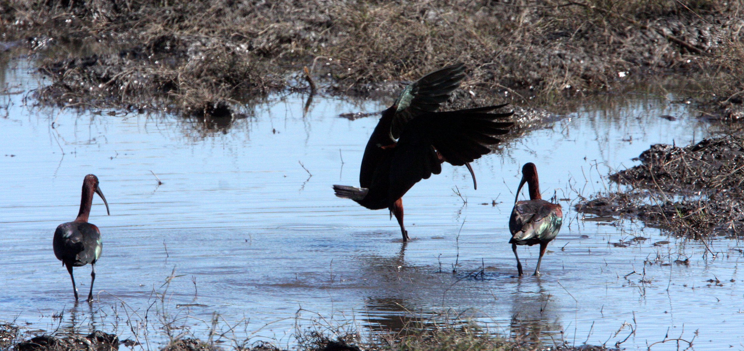 IBIS - GLOSSY IBIS - Plegadis falcinellus - CHOBE NATIONAL PARK BOTSWANA (3).JPG