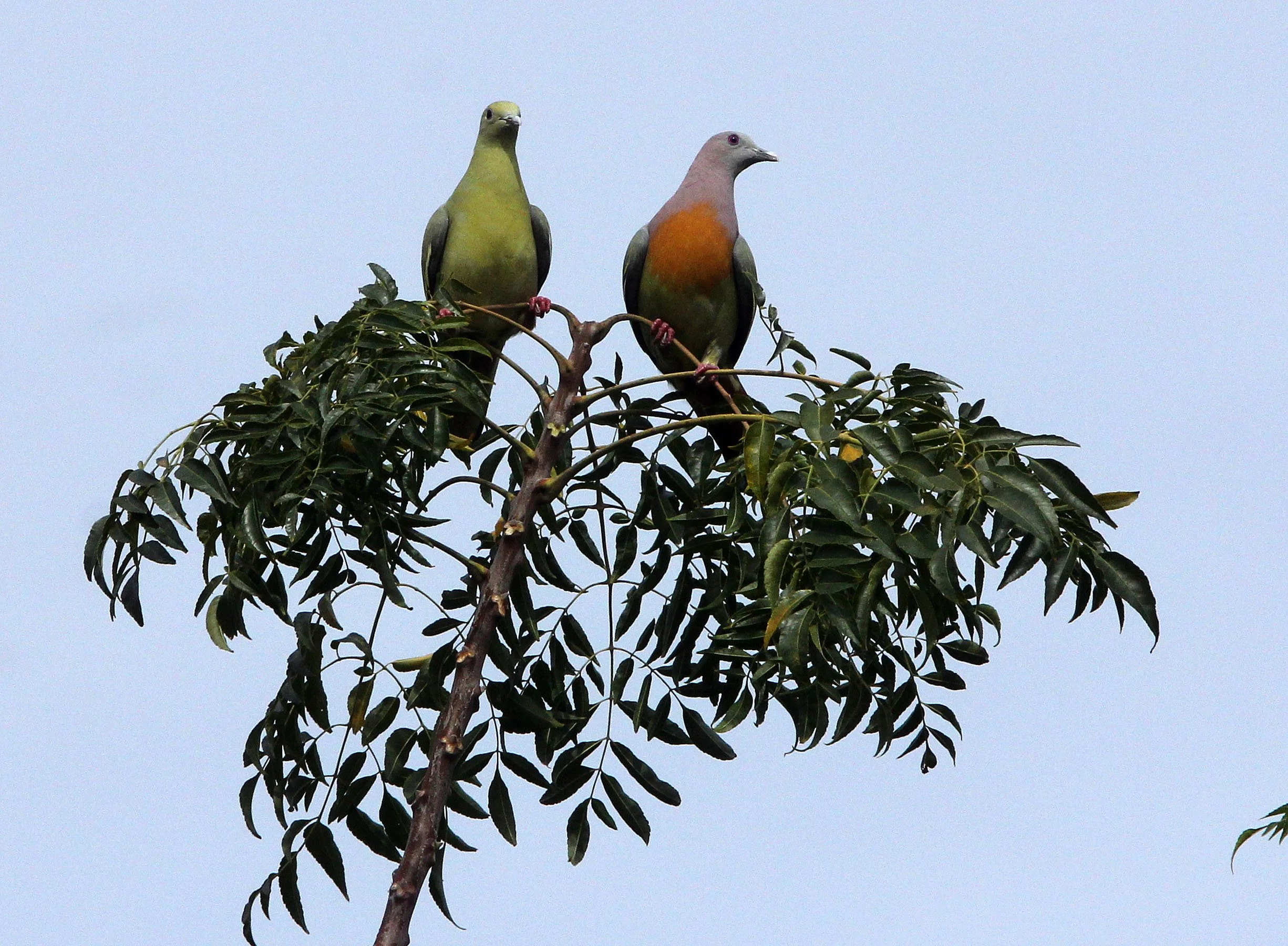 Pink-necked green pigeon (Treron vernans) Tangkoko NP Sulawesi Indonesia (9).JPG