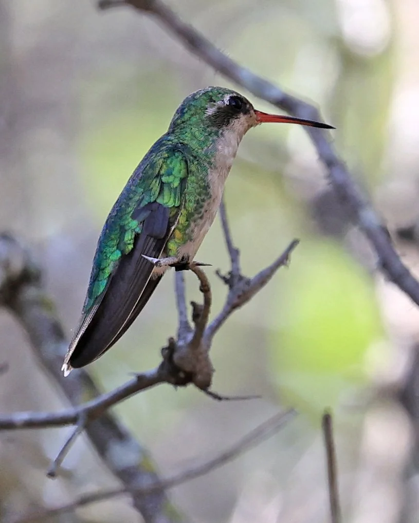 Glittering-bellied Emerald (Chlorostilbon lucidus) Selva Serena Natural Reserve (7).jpg