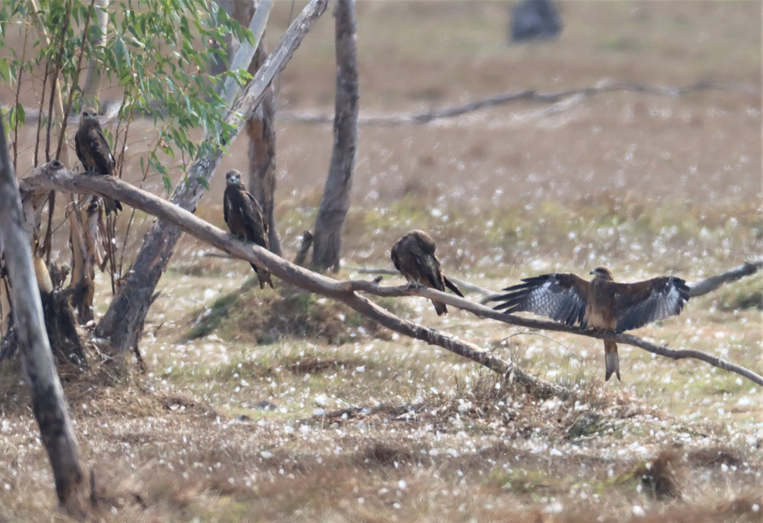 KITE - BLACK KITE -Milvus migrans - NAKON NAYOK EUCALYPTUS GROVES (14.0983690, 101 (19).jpg