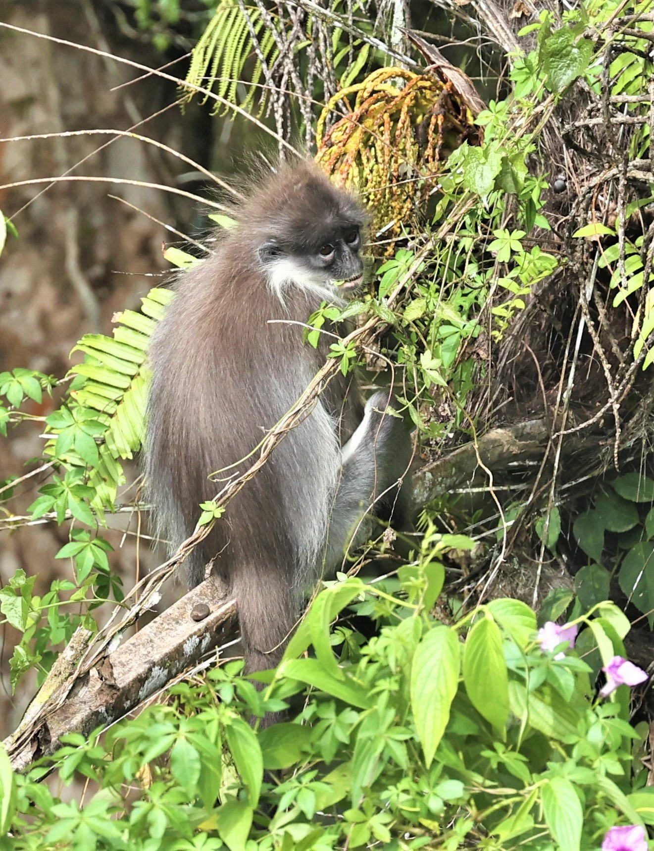 Presbytis siamensis - WHITE-THIGHED SURILI (LANGUR) - FRASER'S HILL, MALAYSIA JUNE 2022 (33).jpg