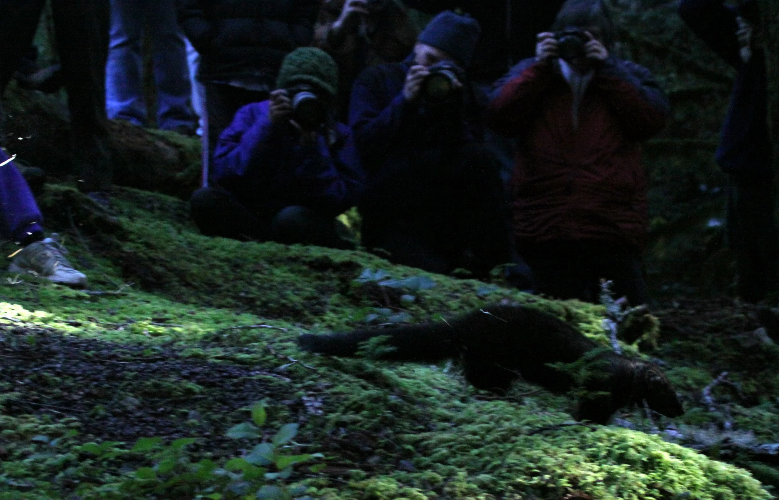 MUSTELID - FISHER - FINAL RELEASE ON 2-20-2010 (23).JPG