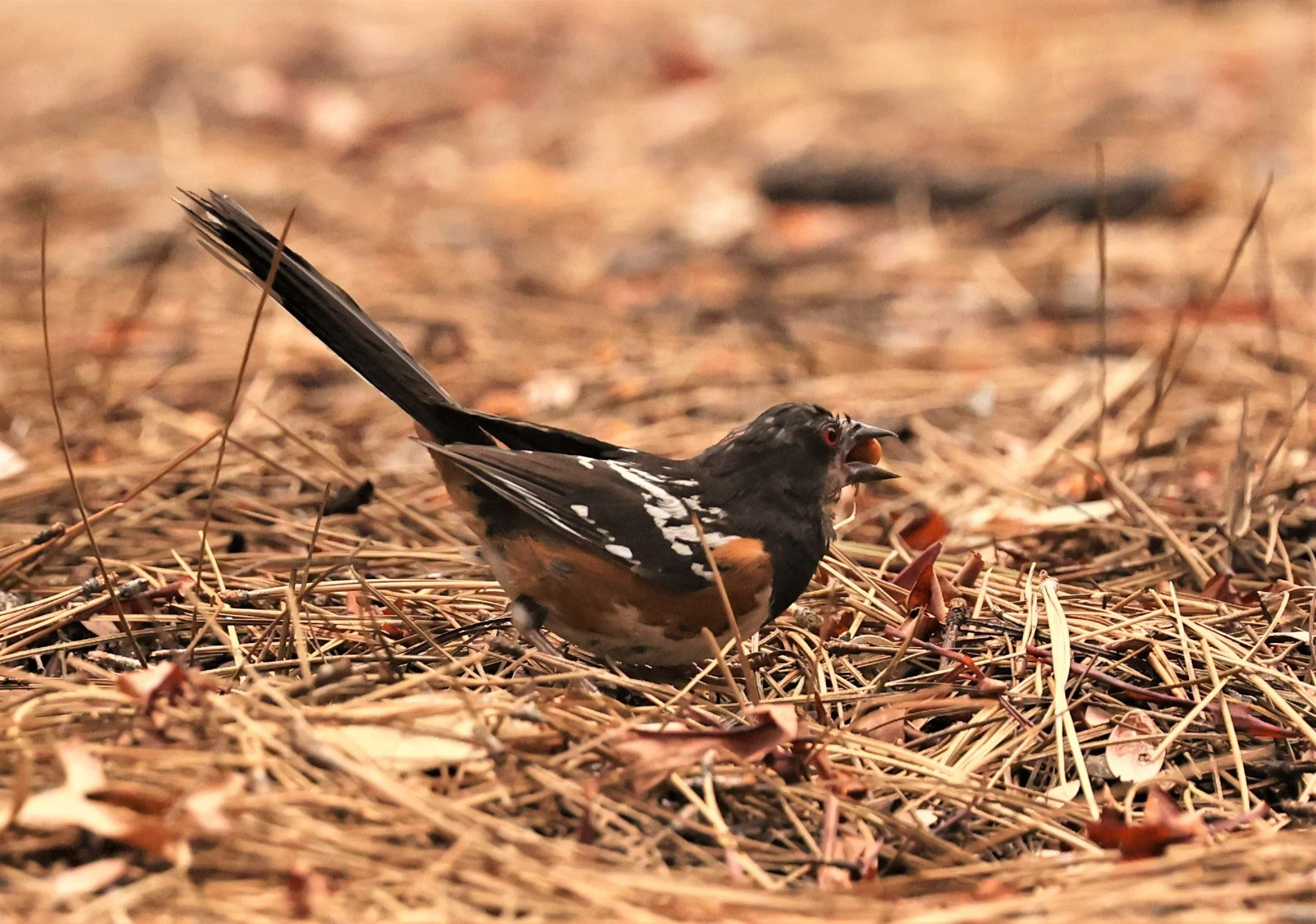 Spotted Towhee (Pipilo maculatus) Idyllwild Nature Center San Jacinto Mountains California (6).jpg