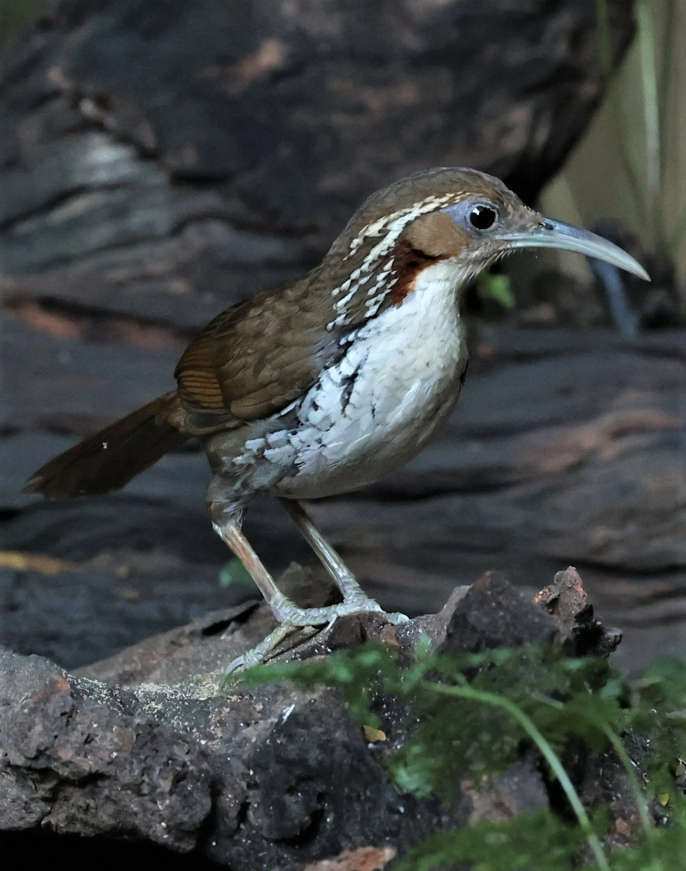 SCIMITAR BABBLER - Erythrogenys hypoleucos - LARGE SCIMITAR BABBLER - PETCHABURI PROVINCE - NUY HIDE NEAR KAENG KRACHAN JAN 2022 (27).jpg