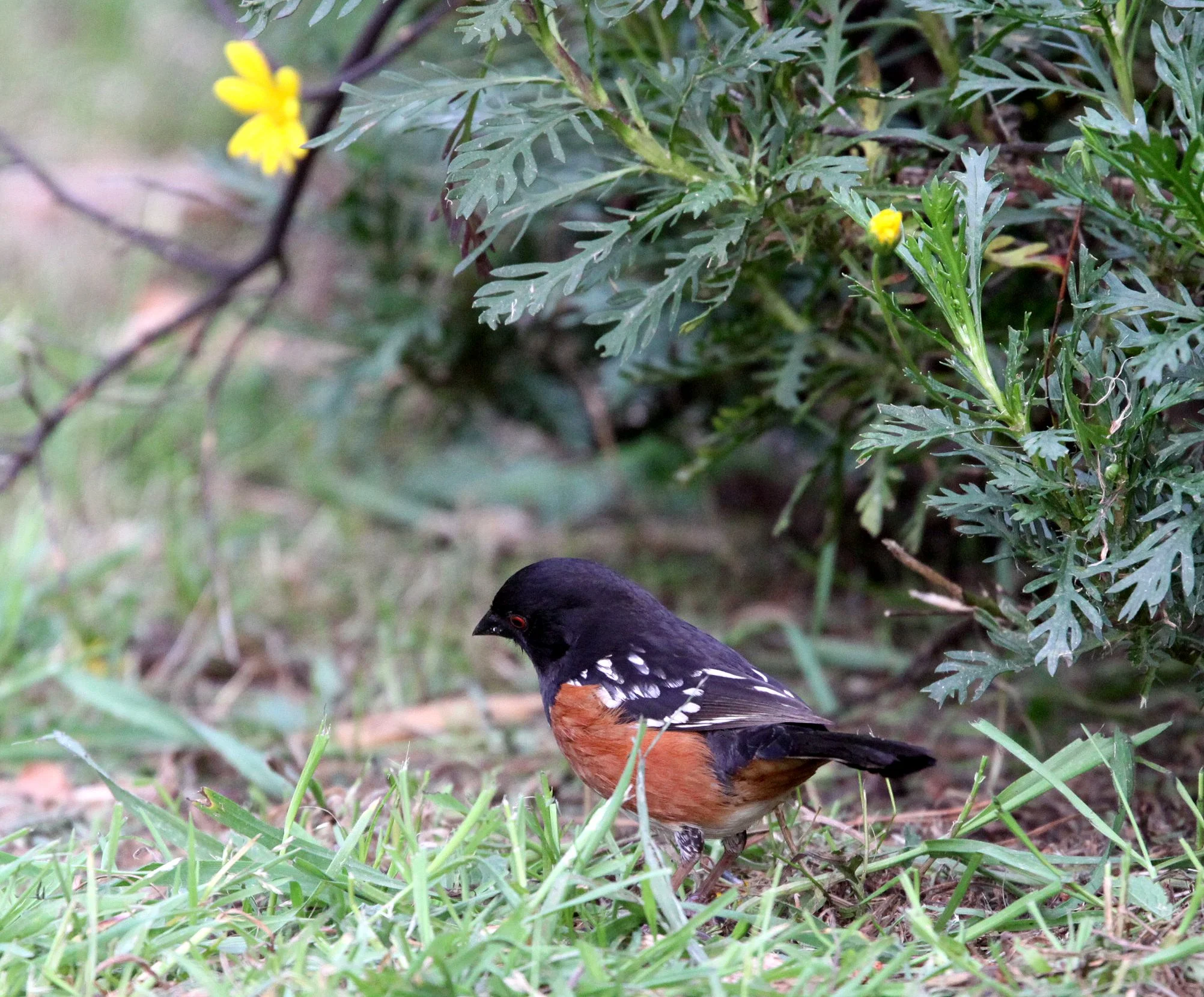 Spotted Towhee (Pipilo maculatus) Sunset Beach SP California.JPG