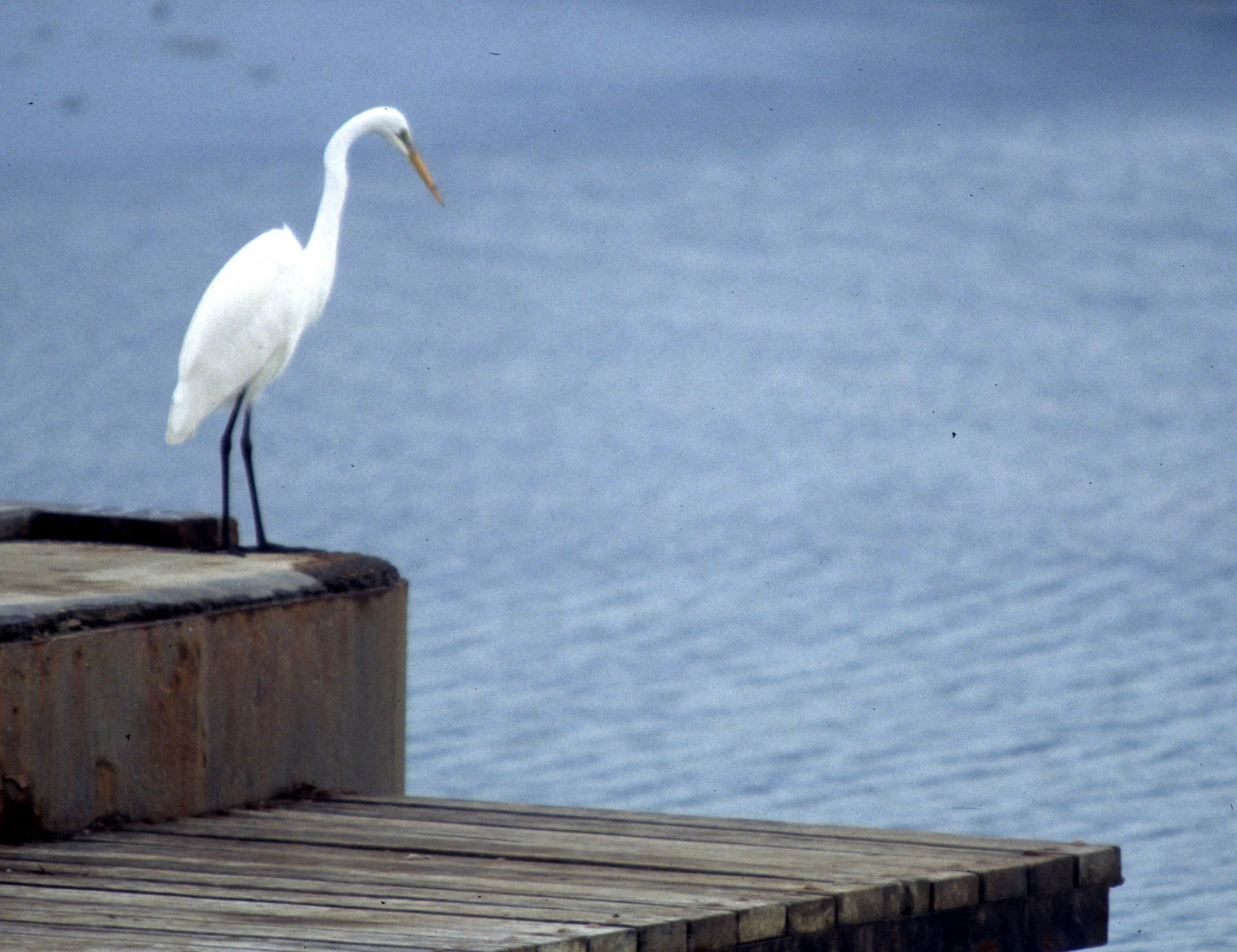 BIRD - EGRET - GREAT EGRET - CAIRNS HARBOR AUSTRALIA.jpg