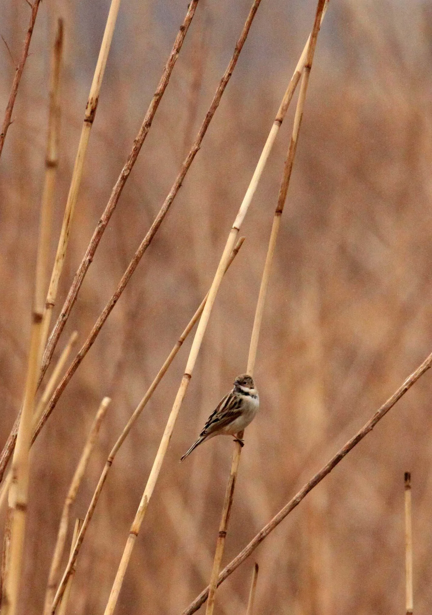 Pallas's (Reed) Bunting (Emberiza pallasi) Yancheng China (4).JPG