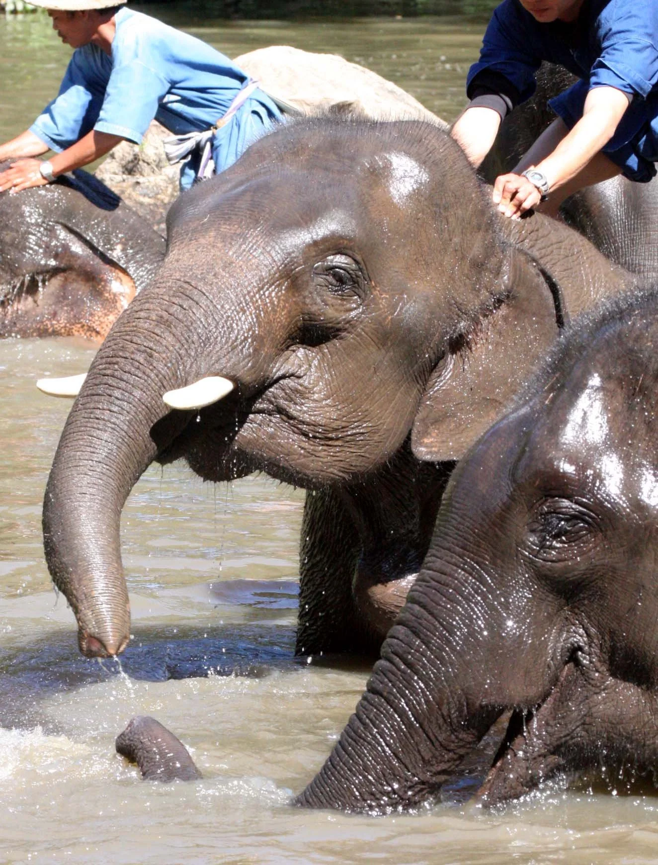2008 Lampang City & Elephant Center (94).JPG