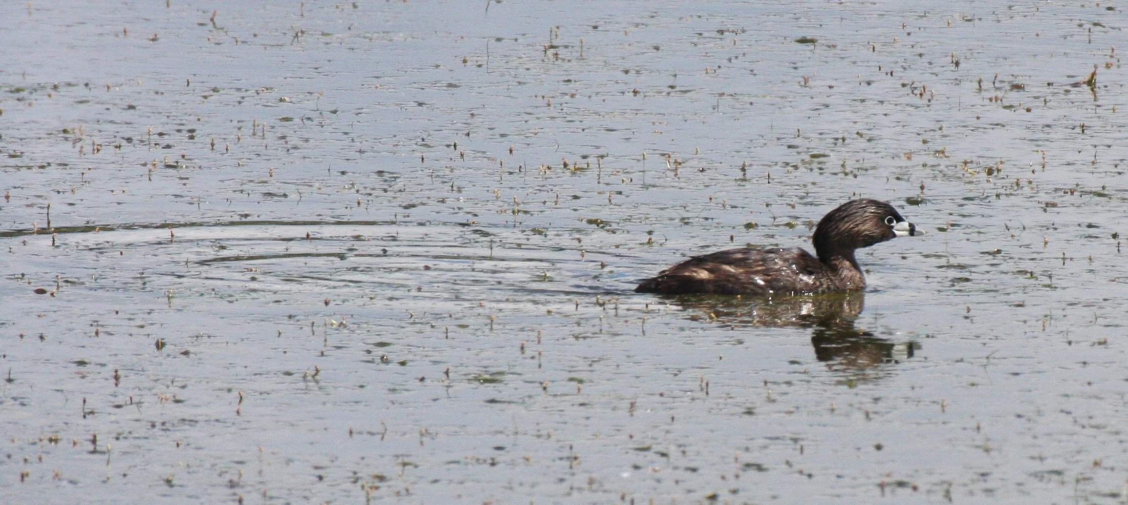 Pied-billed Grebe (Podilymbus podiceps) Ridgefield NWR Washington (9).JPG