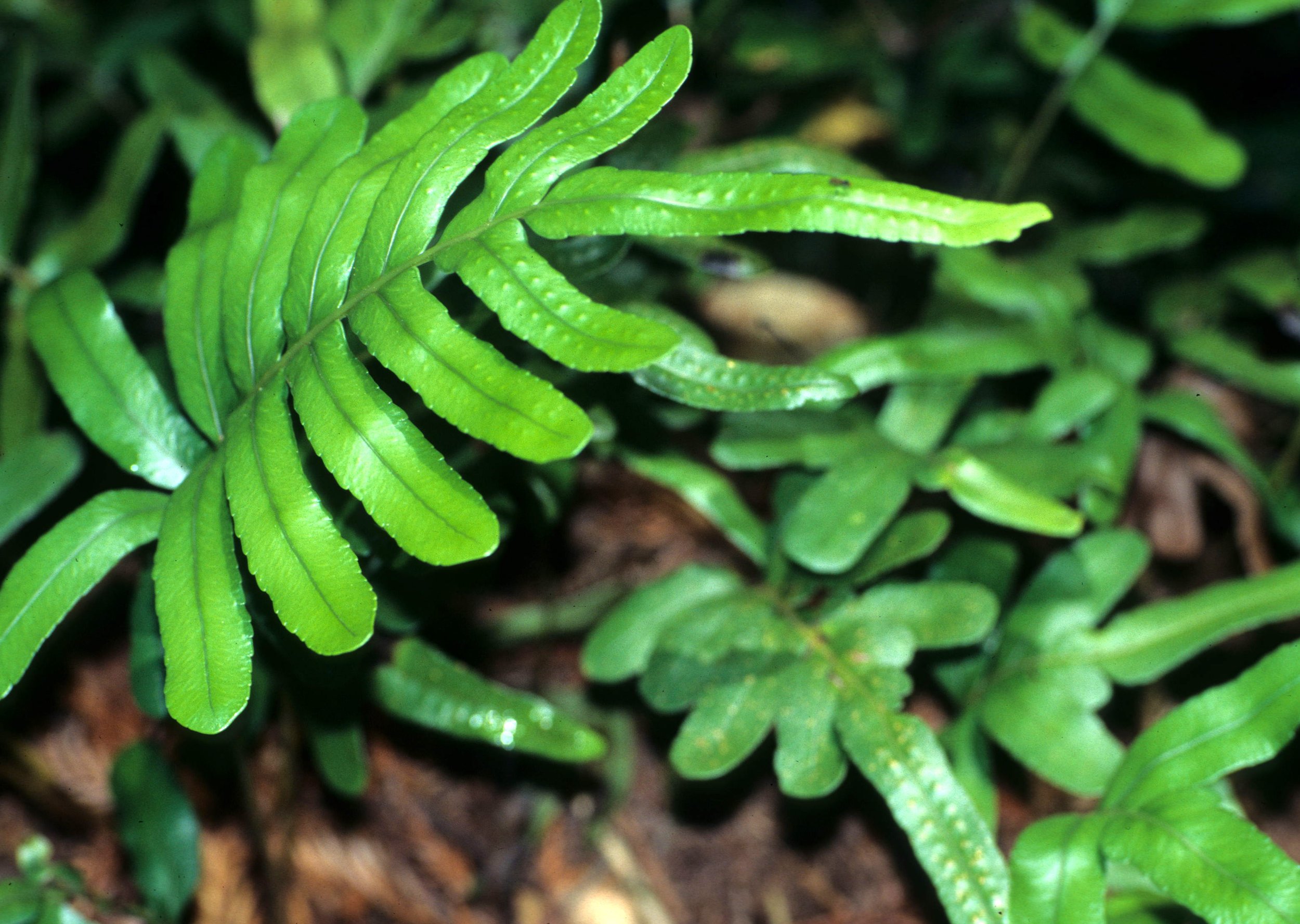 CALIFORNIA - REDWOODS NP - LICORICE FERNS.jpg