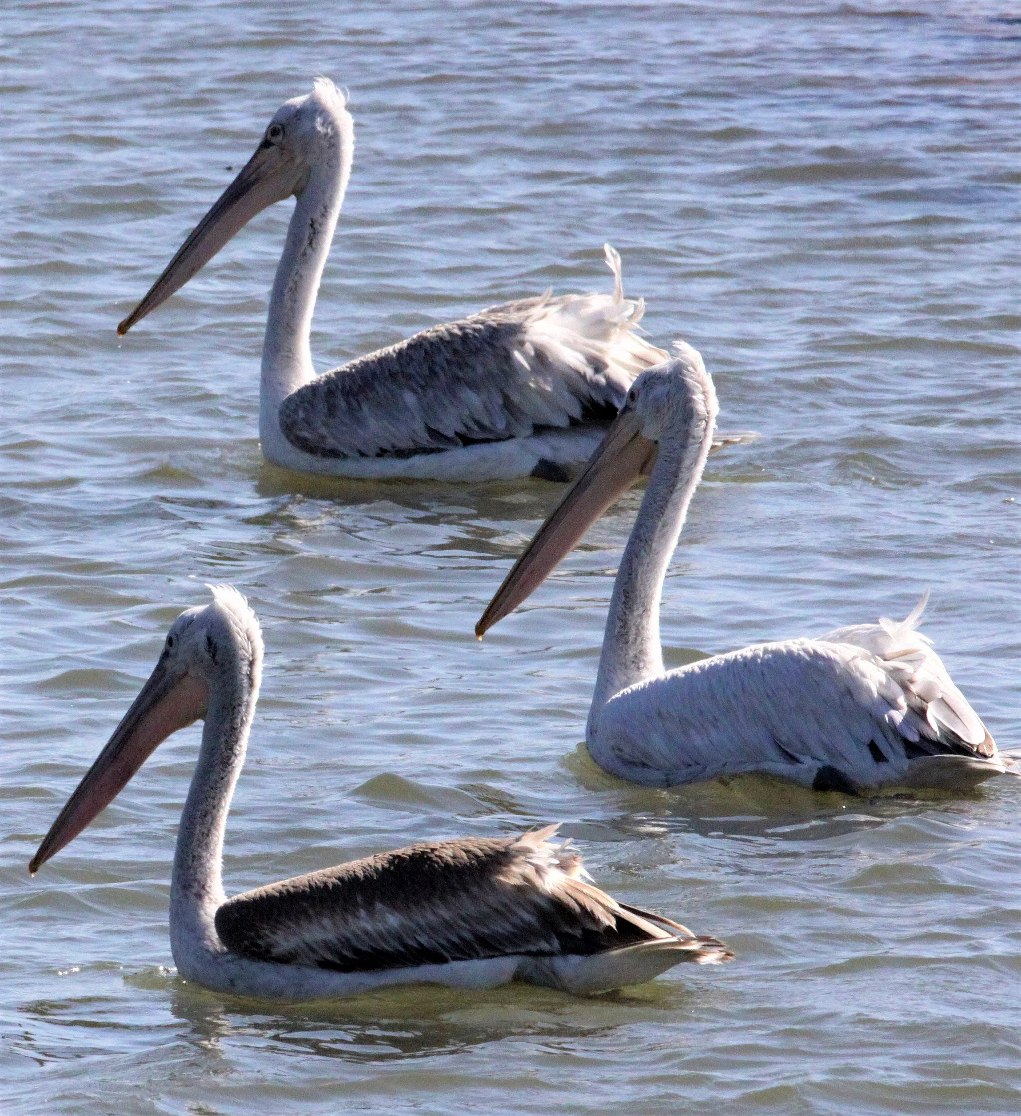 Pelecanus crispus - DALMATIAN PELICAN - GIR FOREST GUJARAT INDIA (62)a.jpg