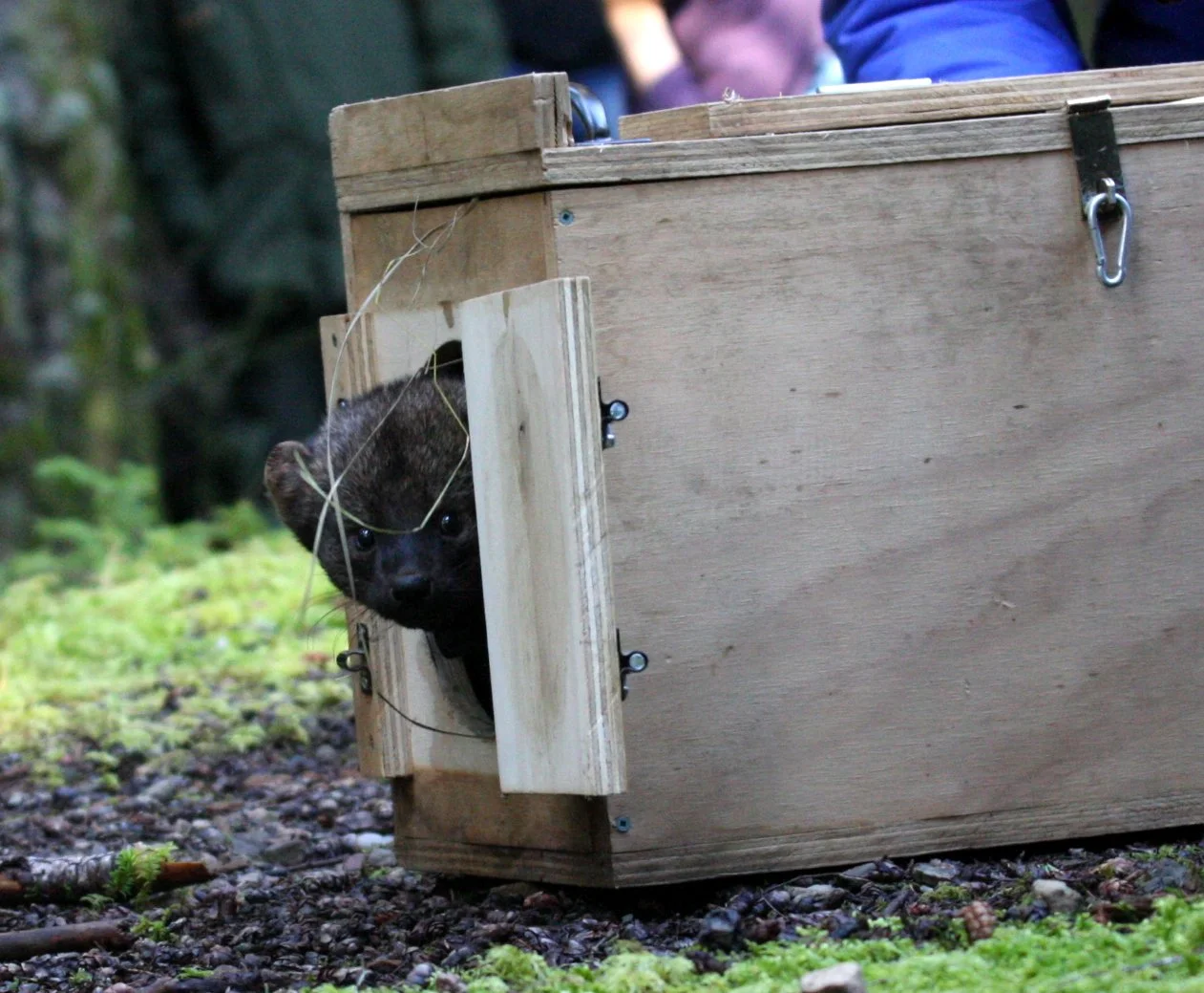 MUSTELID - FISHER - FINAL RELEASE ON 2-20-2010 (5).JPG