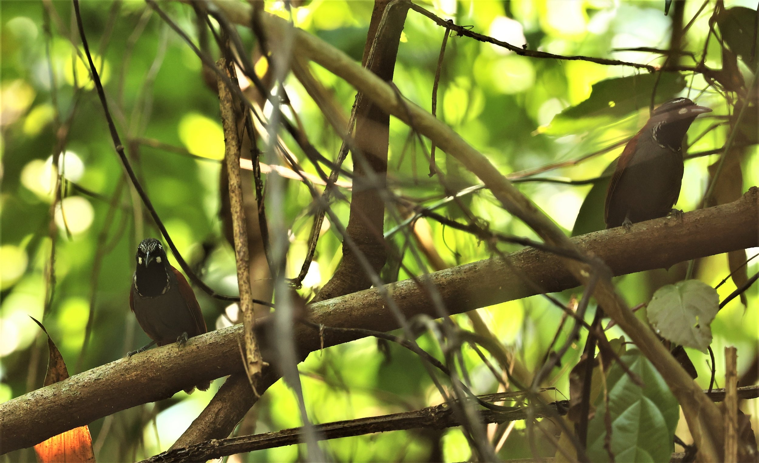 BABBLER- BLACK-THROATED BABBLER - Stachyris nigricollis - KRUNG CHING, KHAO LUANG NP NST, APRIL 2022 (68).jpg