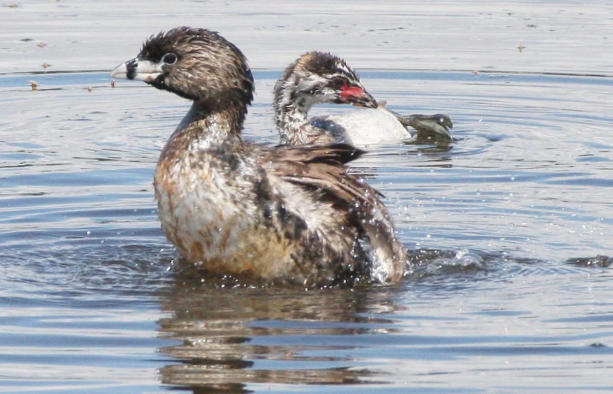 Pied-billed Grebe (Podilymbus podiceps) Ridgefield NWR Washington (62).jpg