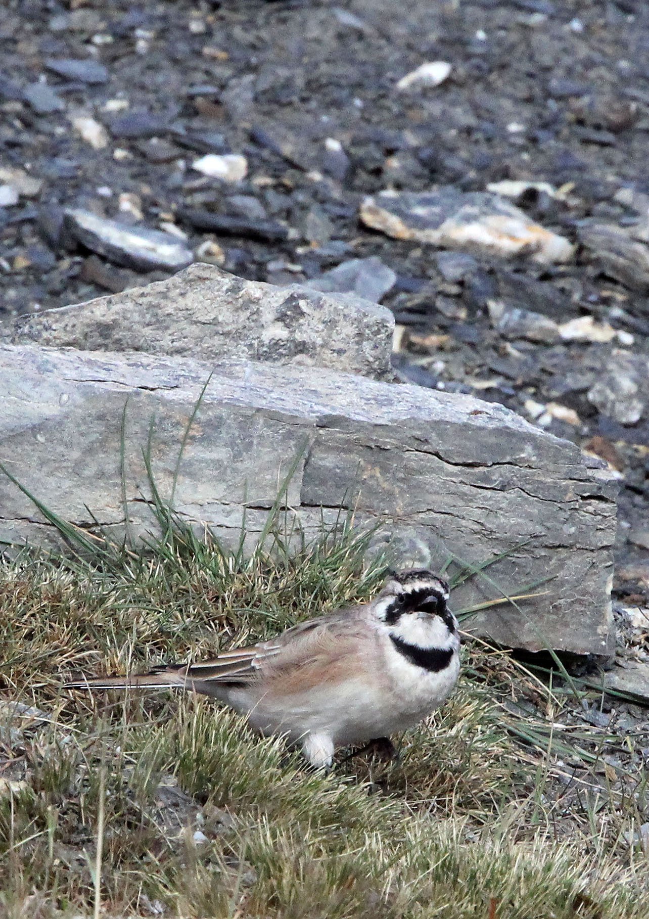 Horned Lark (Eremophila alpestris) Jiang Lu Ling Pass Qinghai China (5).JPG