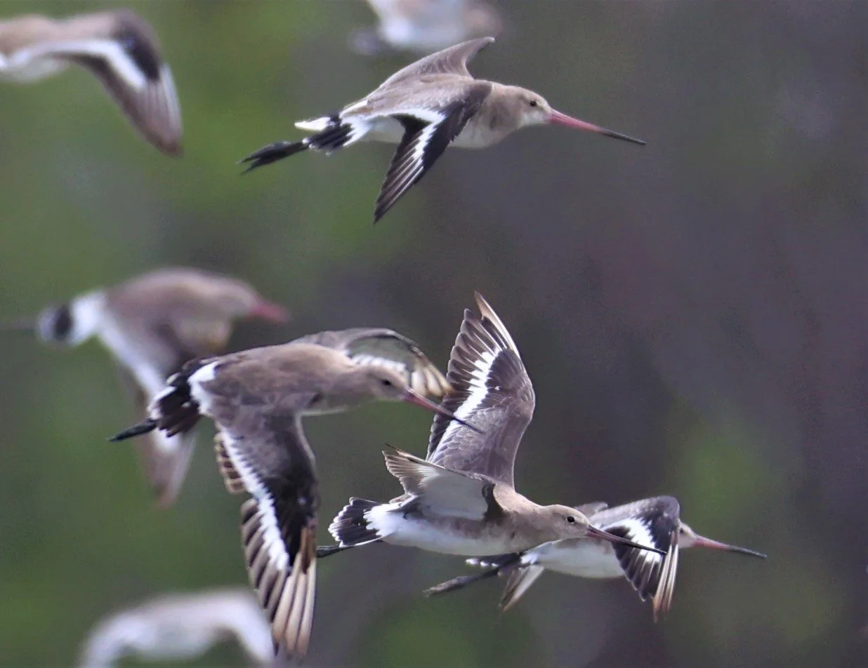 GODWIT - BLACK-TAILED GODWIT - Limosa limosa - BANG PU MANGROVE FOREST 13 OCT 2021 (22).jpg